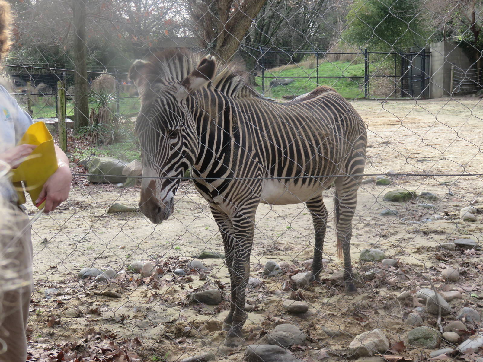 Cheetah  Conservation Station - Grevy Zebra