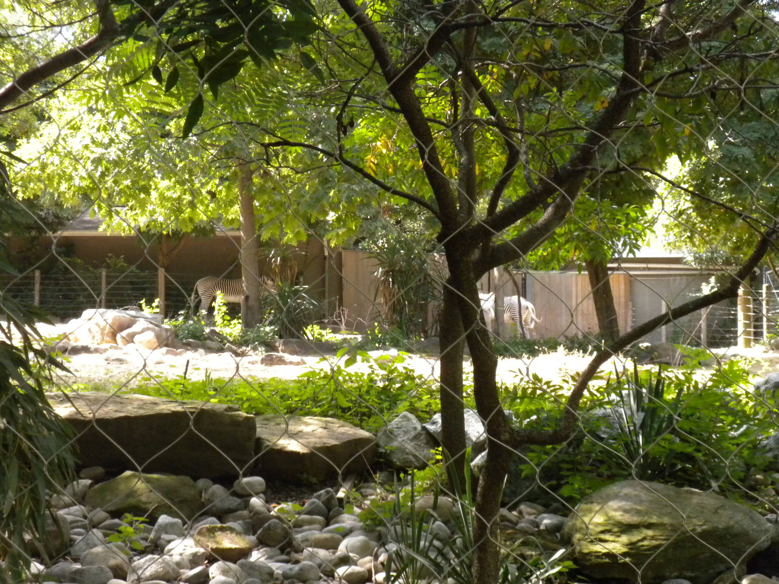 Cheetah Conservation Station - Grevy's Zebra Exhibit