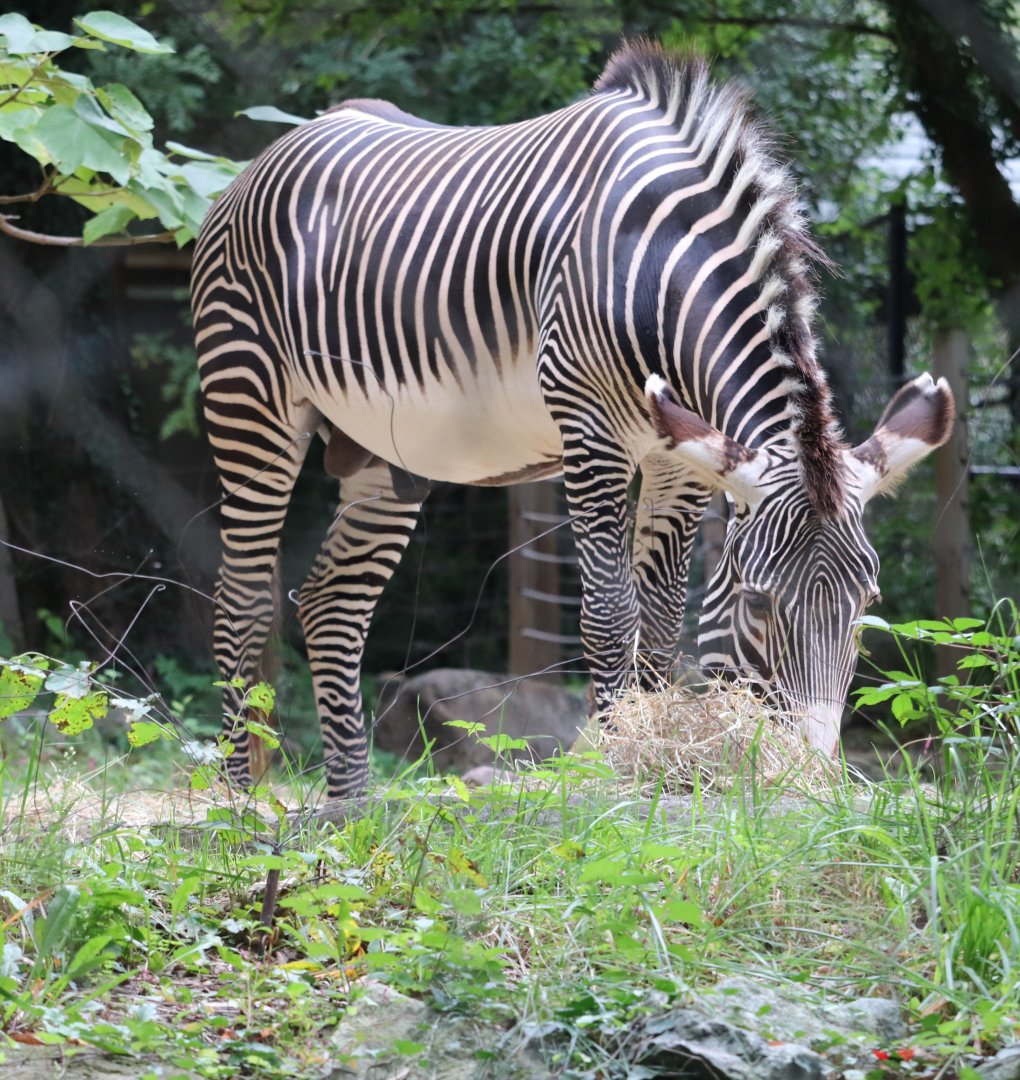 Cheetah Conservation Station - Grevy's Zebra - Moyo