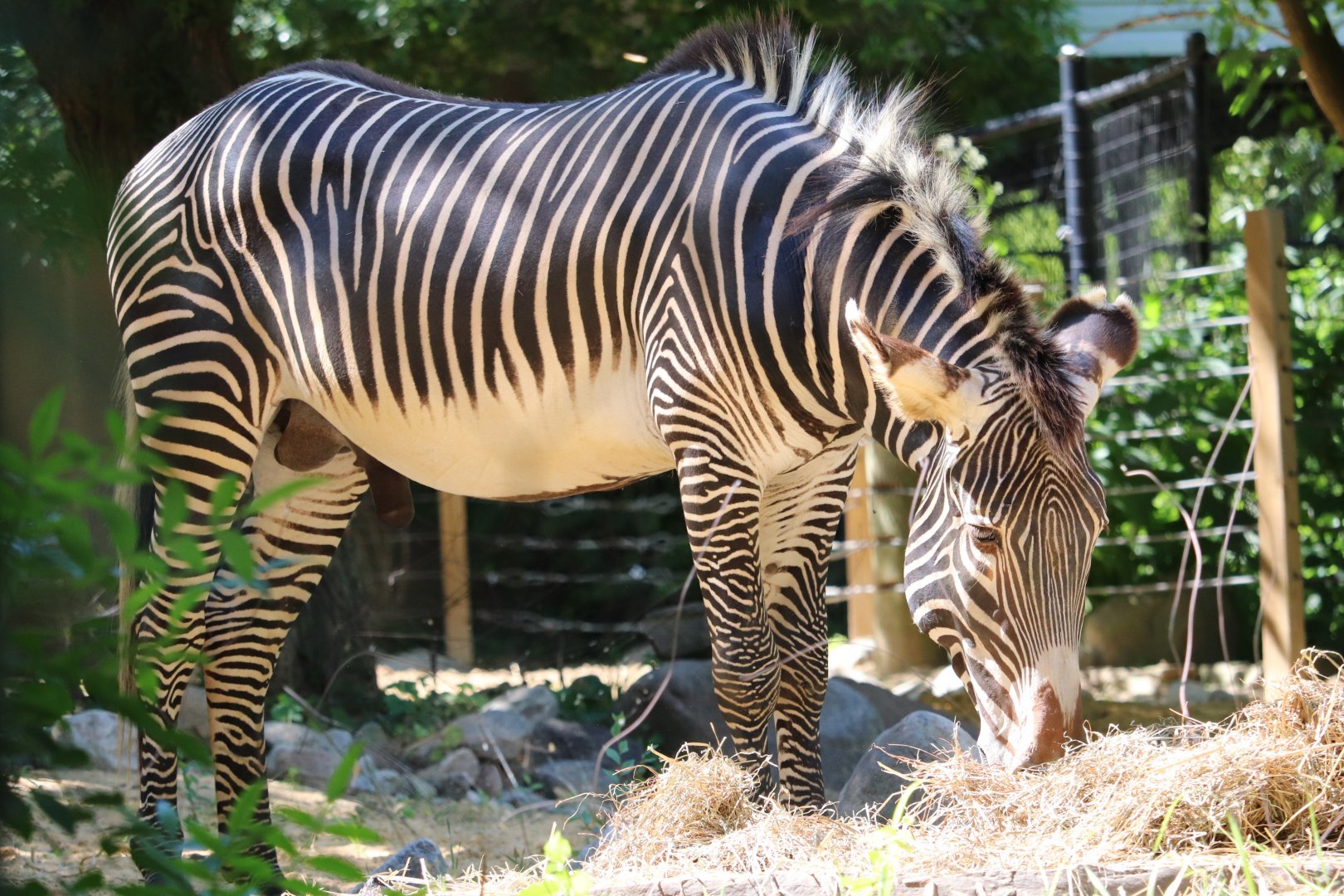 Cheetah Conservation Station - Grevy's Zebra