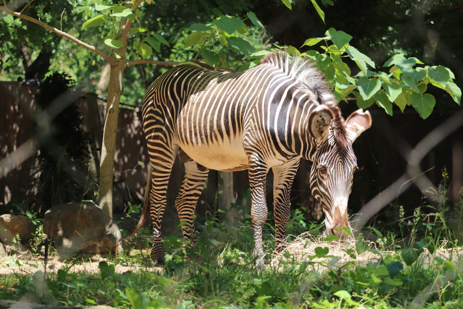 Cheetah Conservation Station - Grevy's Zebra