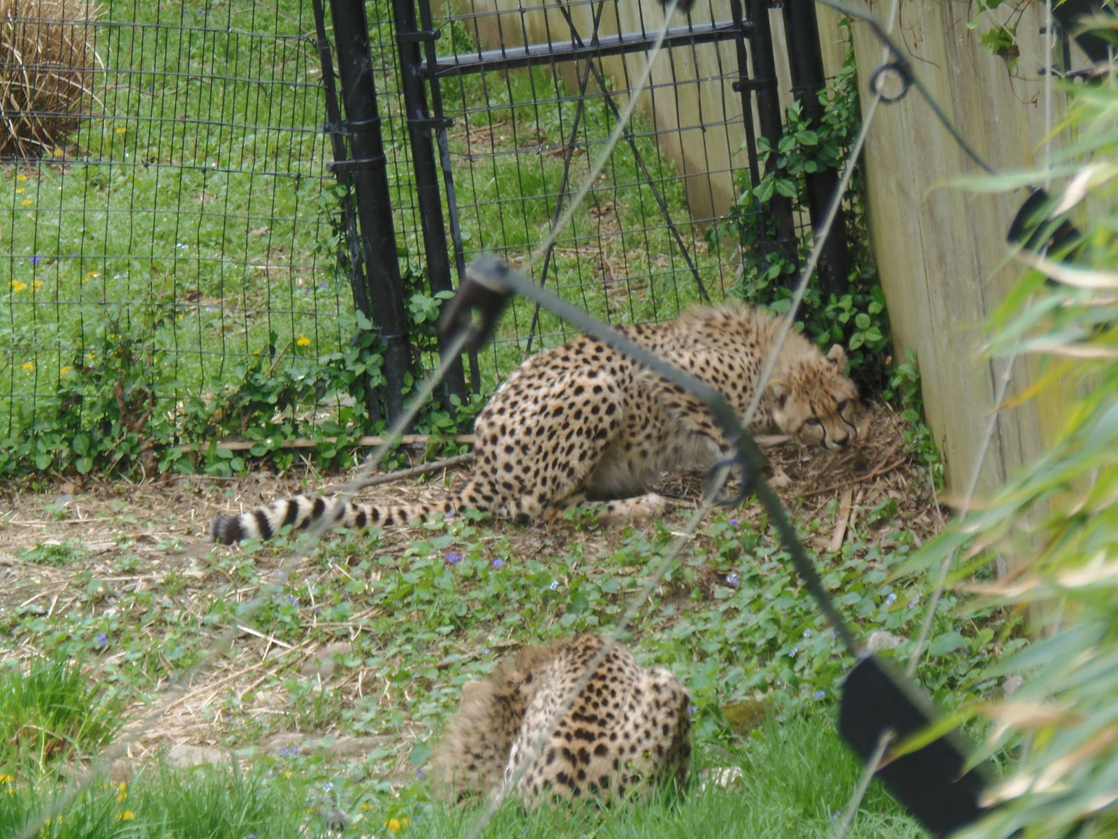 Cheetah Conservation Station- Juvenile Cheetahs