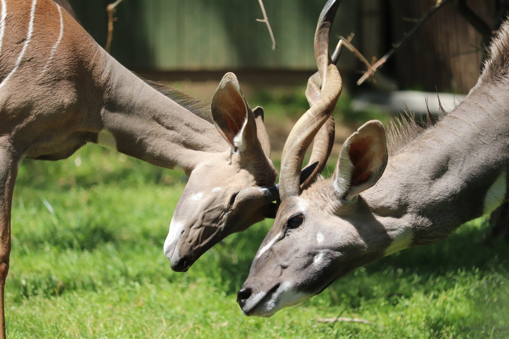 Cheetah Conservation Station - Lesser Kudu - Father-Son Bonding
