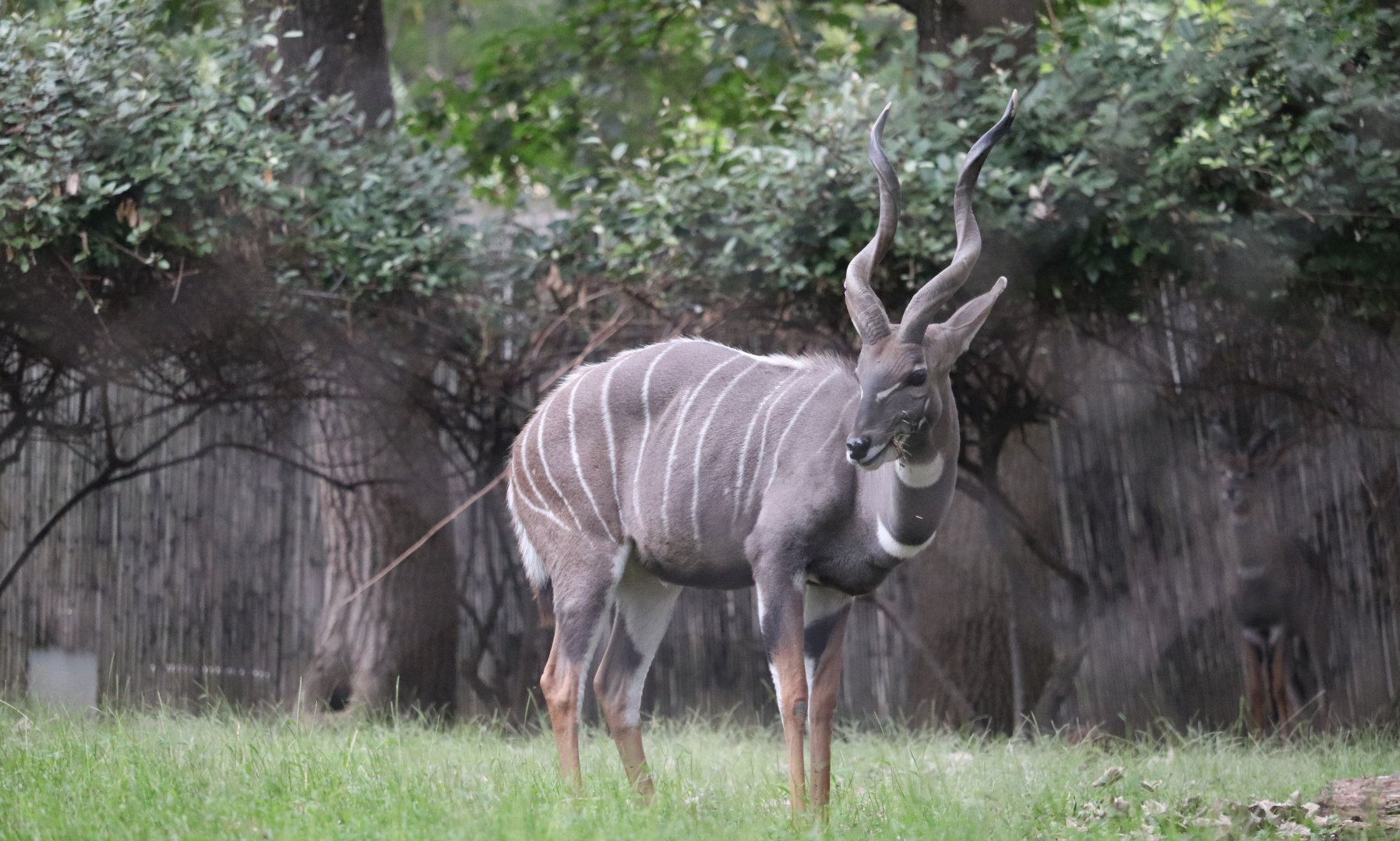Cheetah Conservation Station - Lesser Kudu - Garrett - Kushukuru