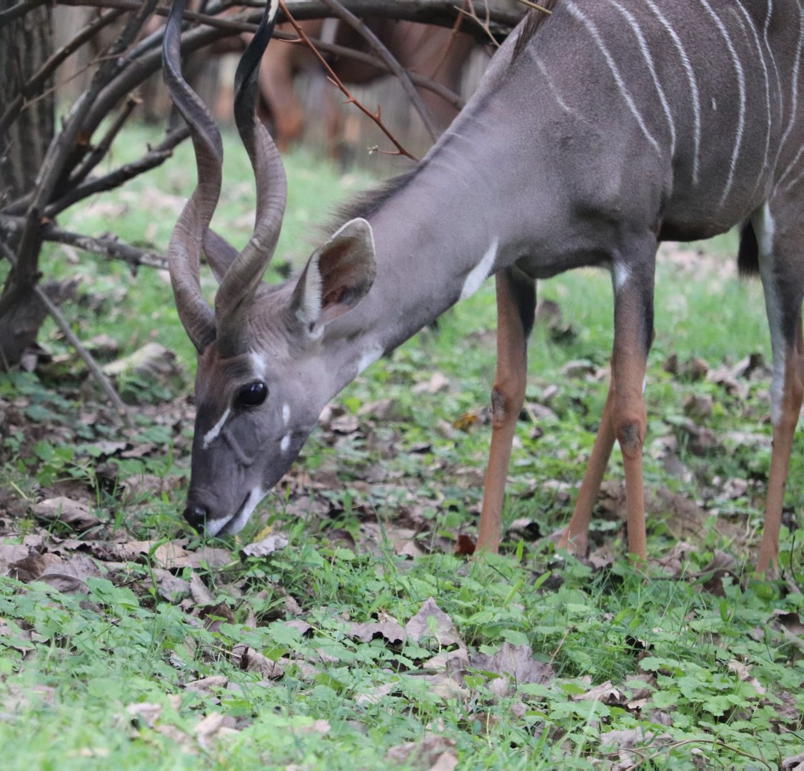 Cheetah Conservation Station - Lesser Kudu - Garrett