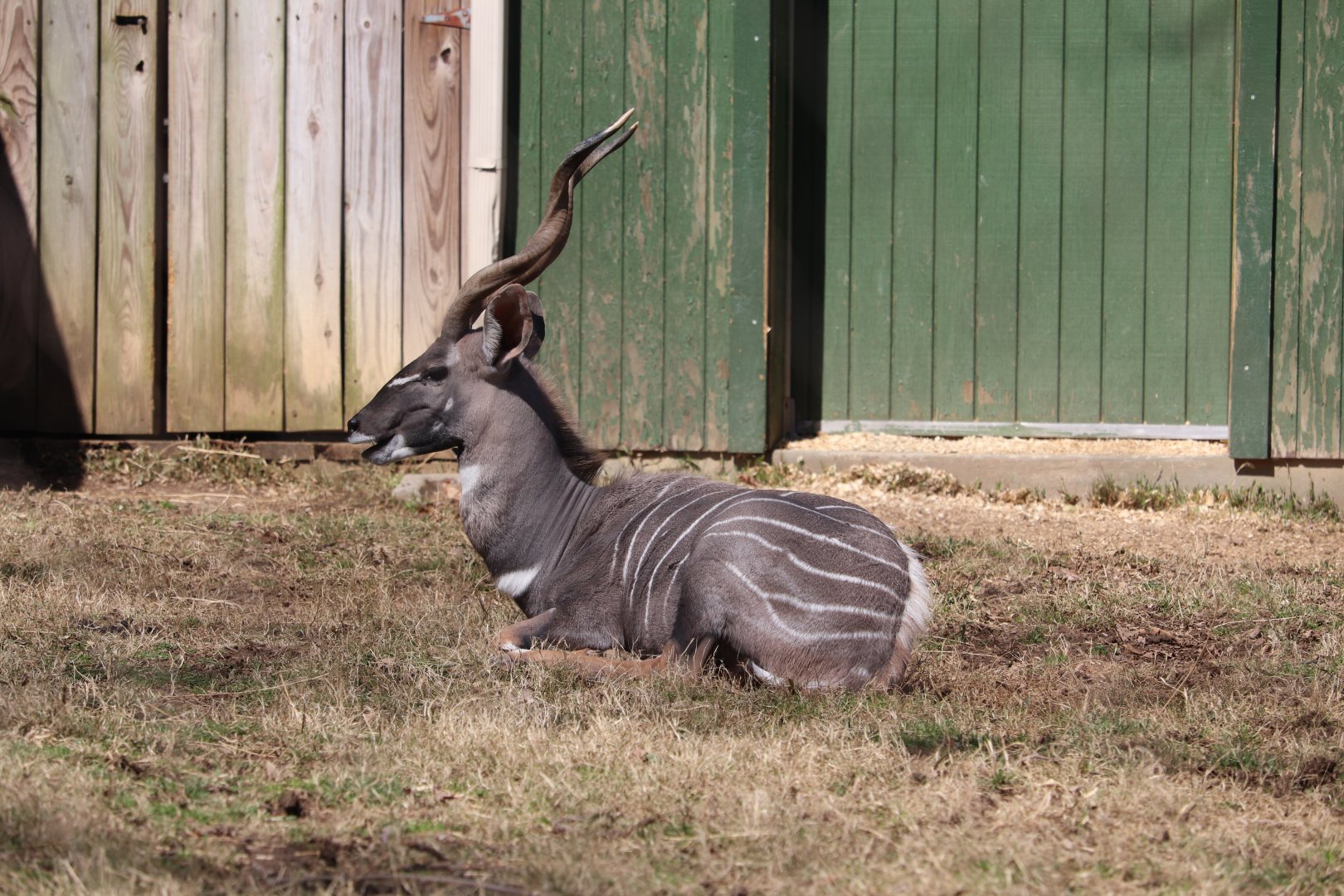Cheetah Conservation Station - Lesser Kudu - Garrett
