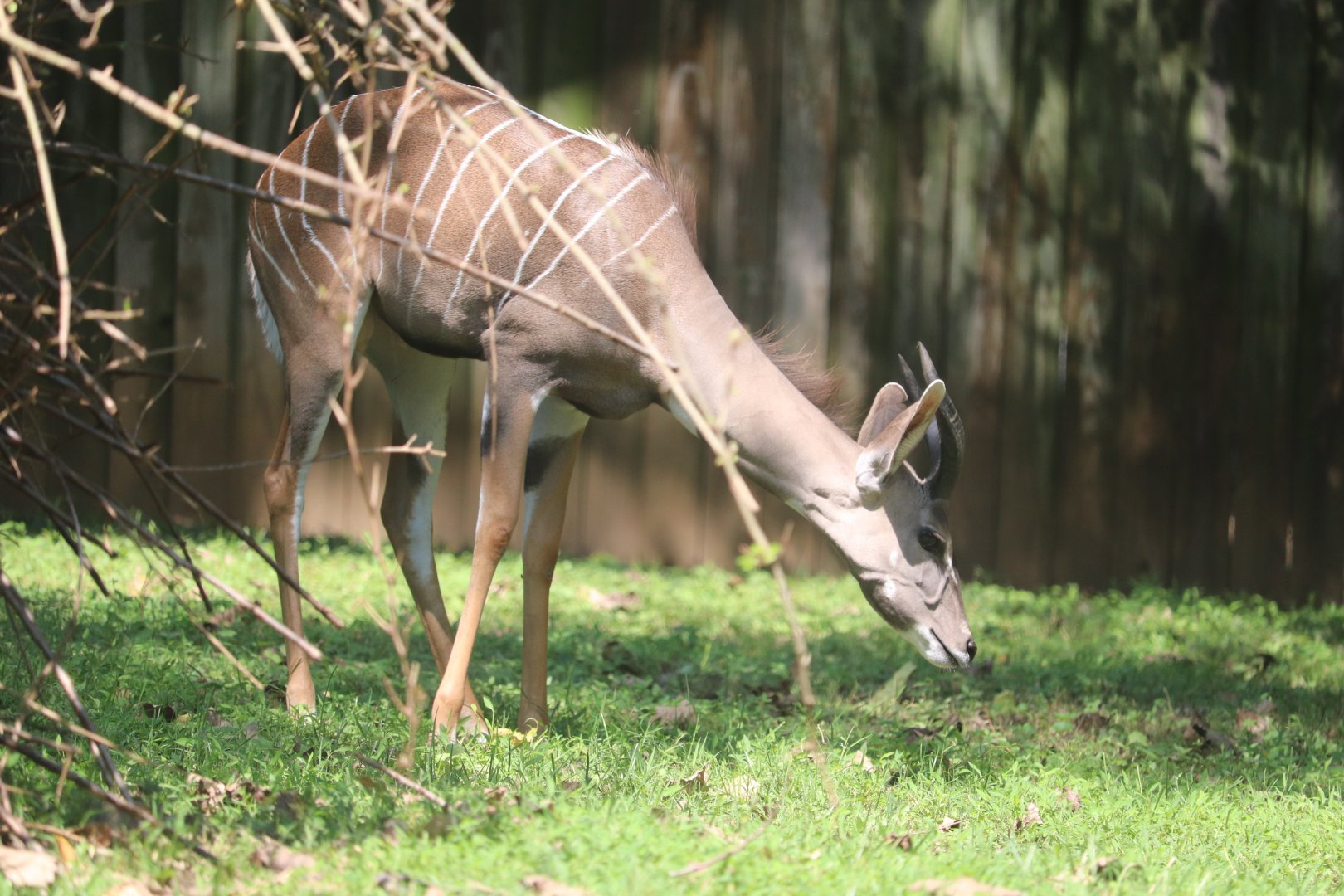 Cheetah Conservation Station - Lesser Kudu - Machi