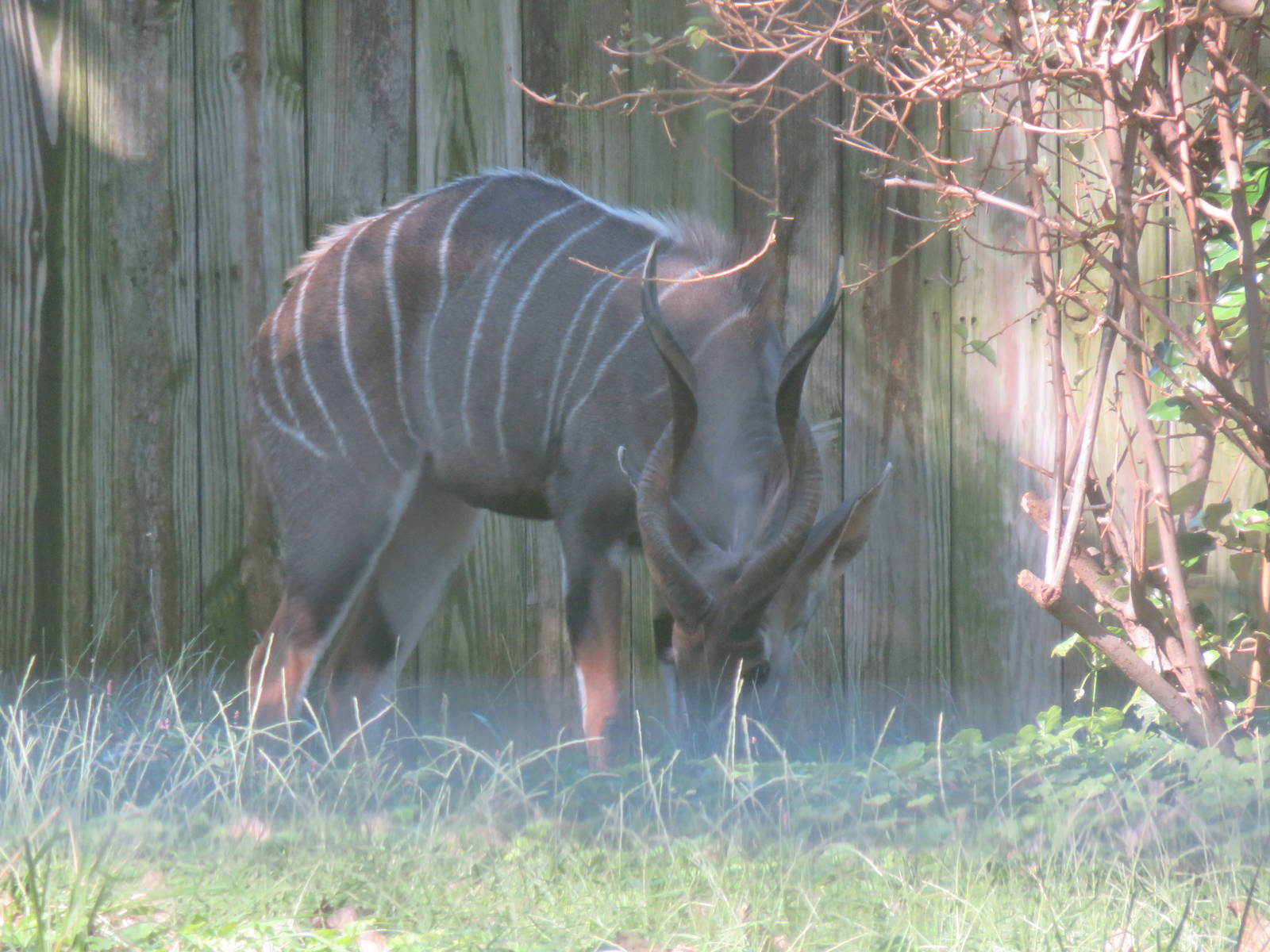 Cheetah  Conservation Station - Lesser Kudu