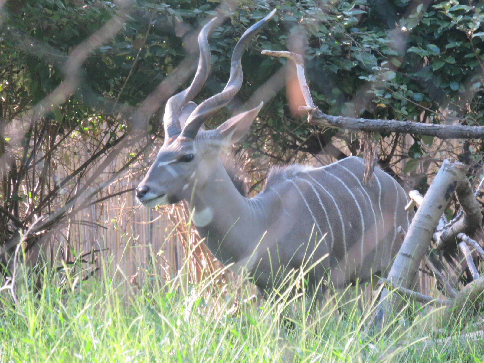 Cheetah  Conservation Station - Lesser Kudu