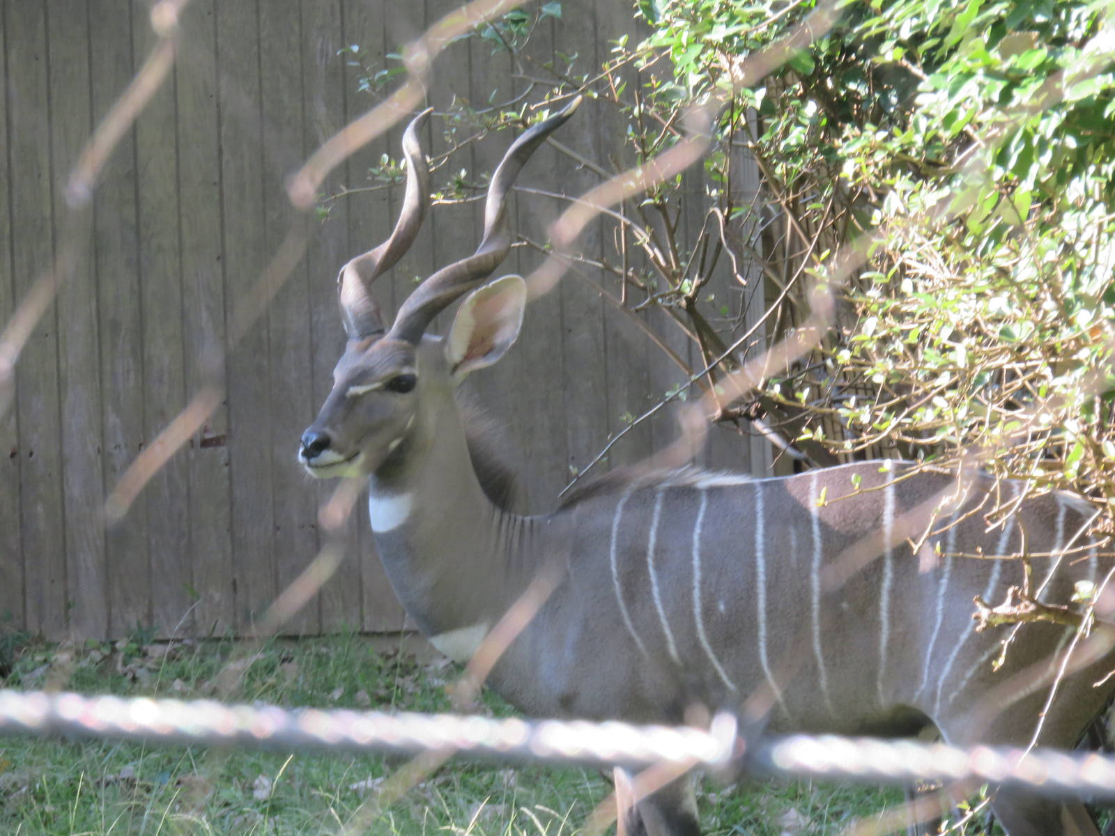 Cheetah  Conservation Station - Lesser Kudu