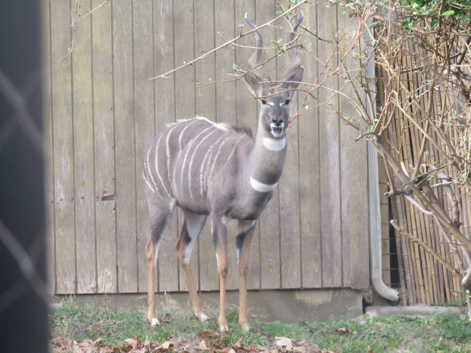 Cheetah  Conservation Station - Lesser Kudu