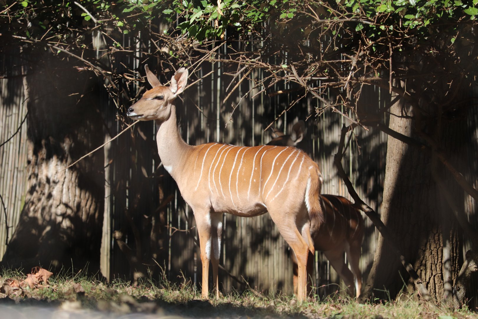 Cheetah Conservation Station - Lesser Kudu