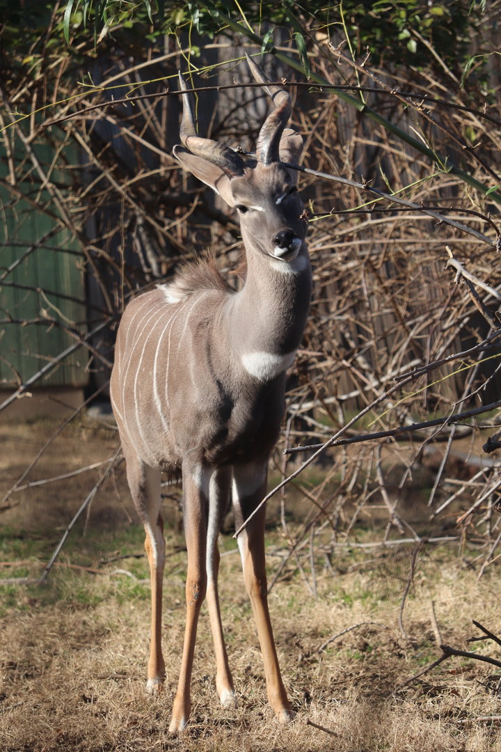 Cheetah Conservation Station - Lesser Kudu