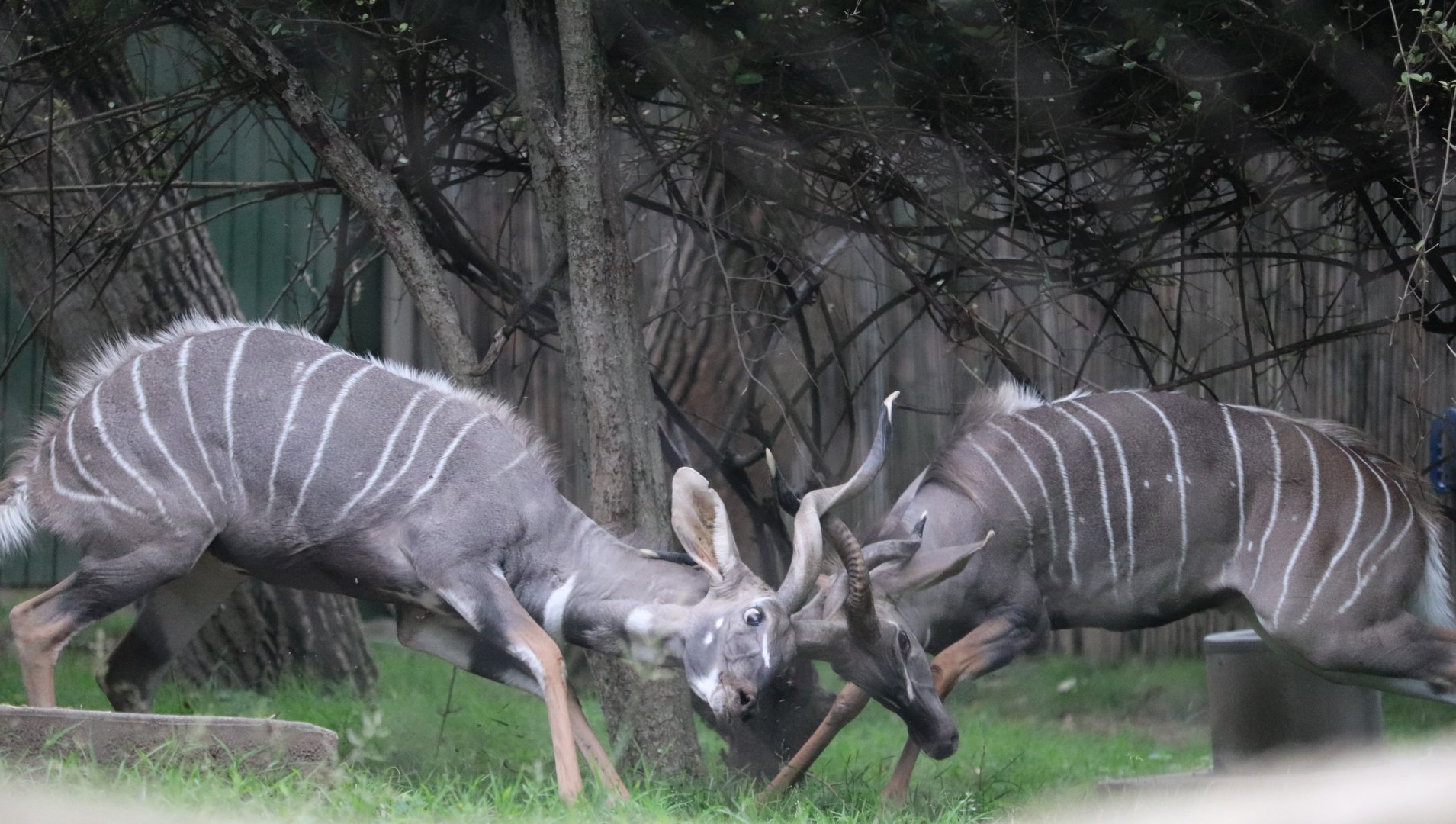 Cheetah Conservation Station - Lesser Kudus having a tussle