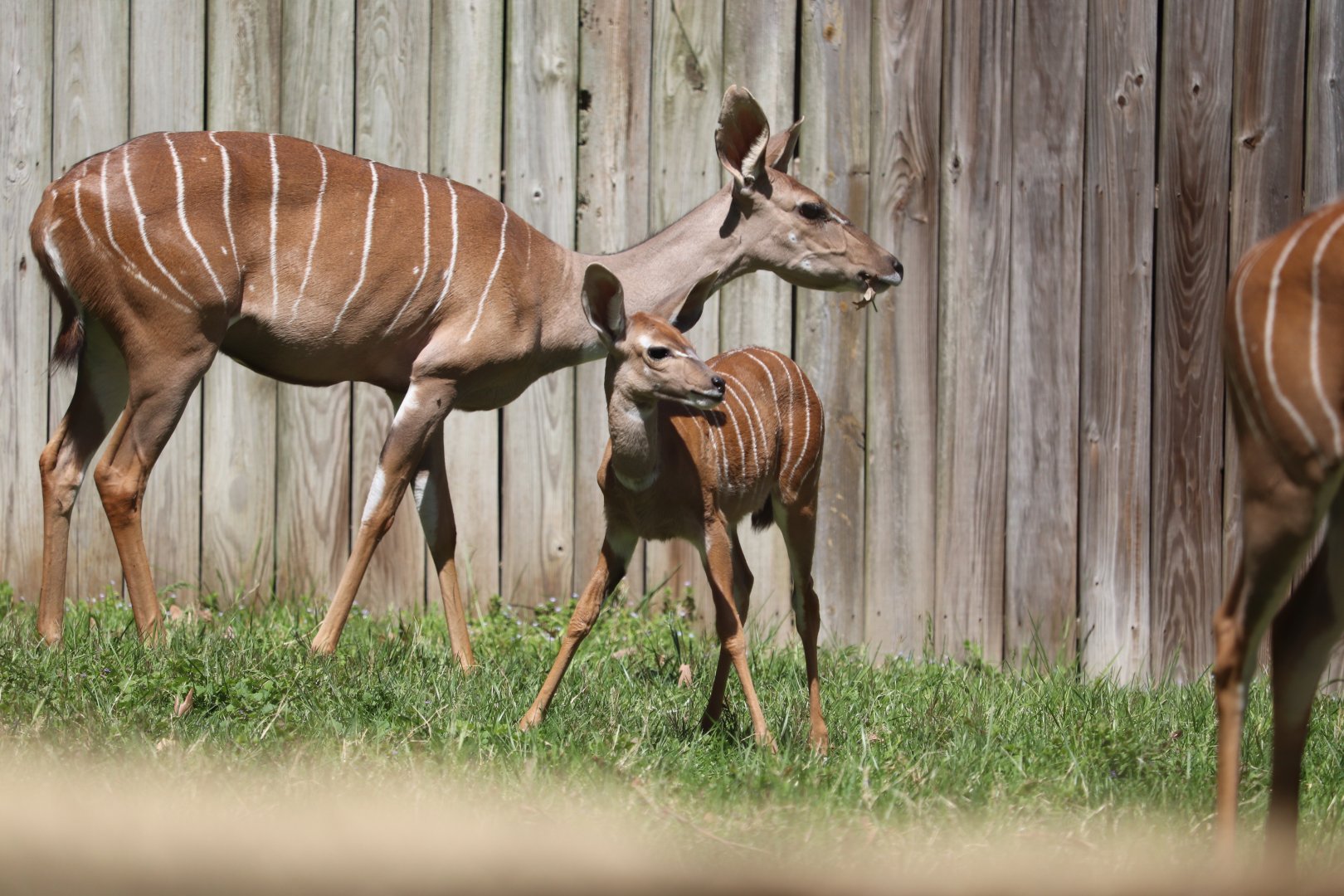 Cheetah Conservation Station - Lesser Kudus