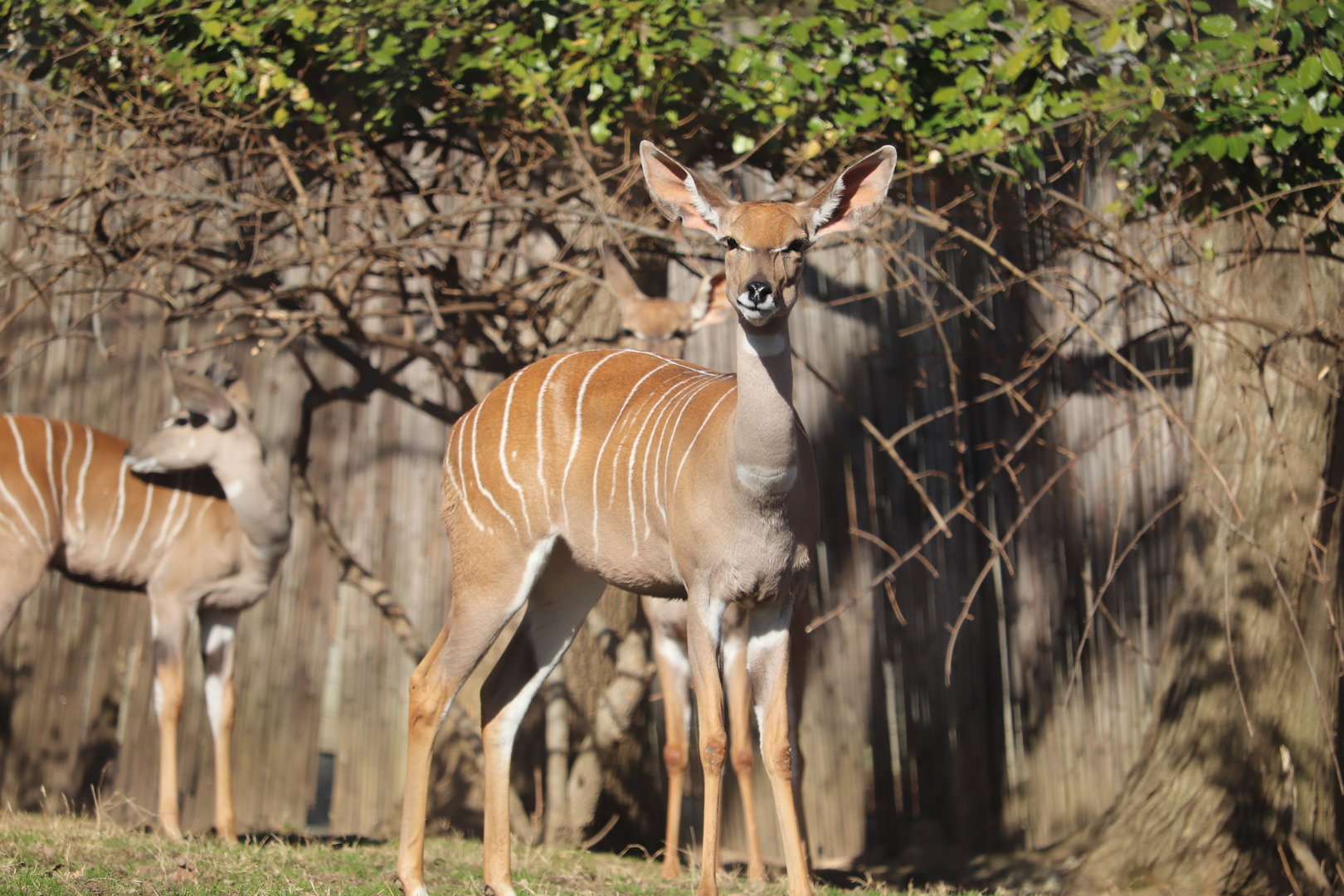 Cheetah Conservation Station - Lesser Kudus