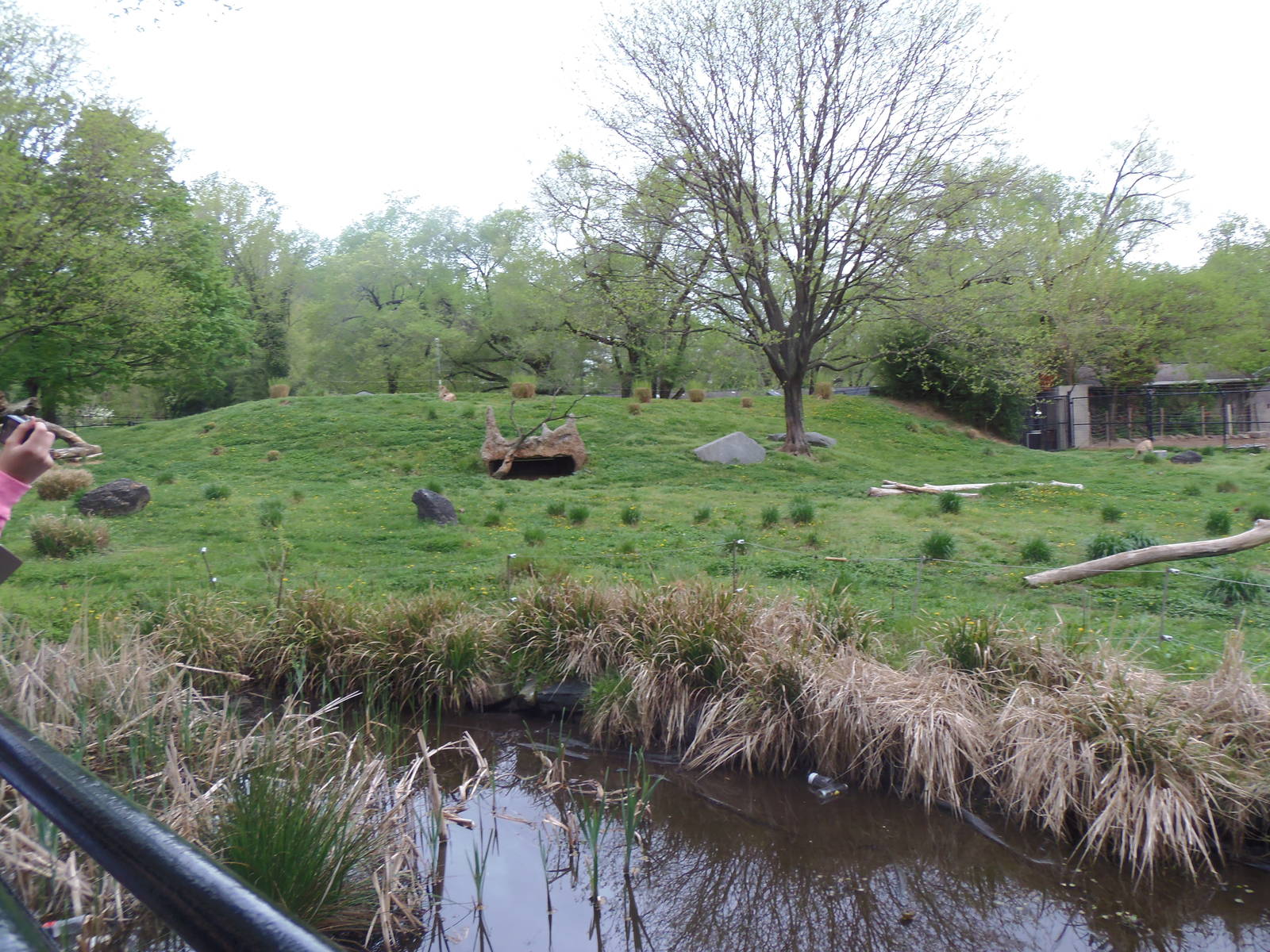 Cheetah Conservation Station- Main Cheetah Yard