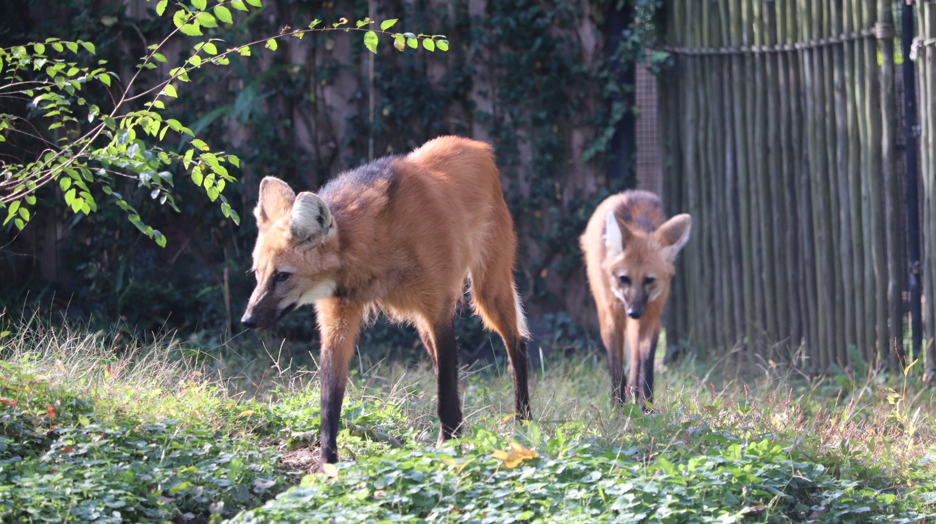 Cheetah Conservation Station - Maned Wolf - Mateo - Quito