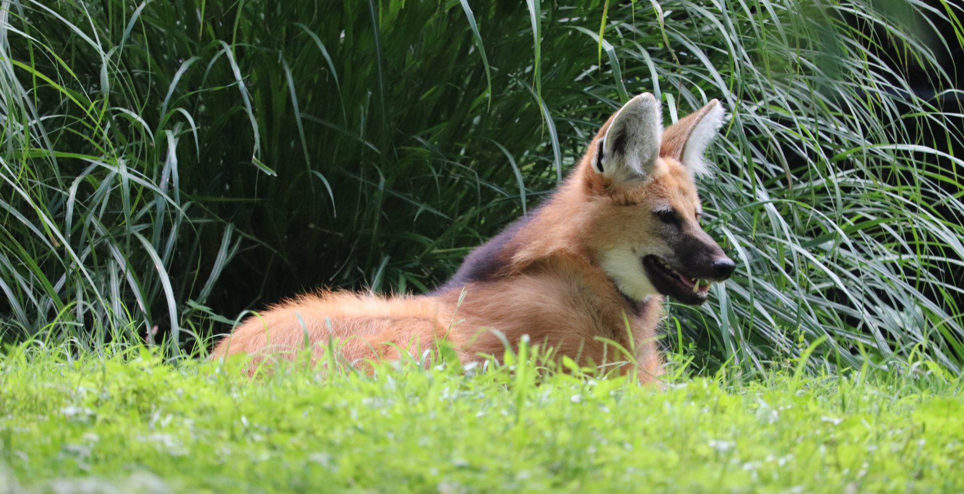 Cheetah Conservation Station - Maned Wolf