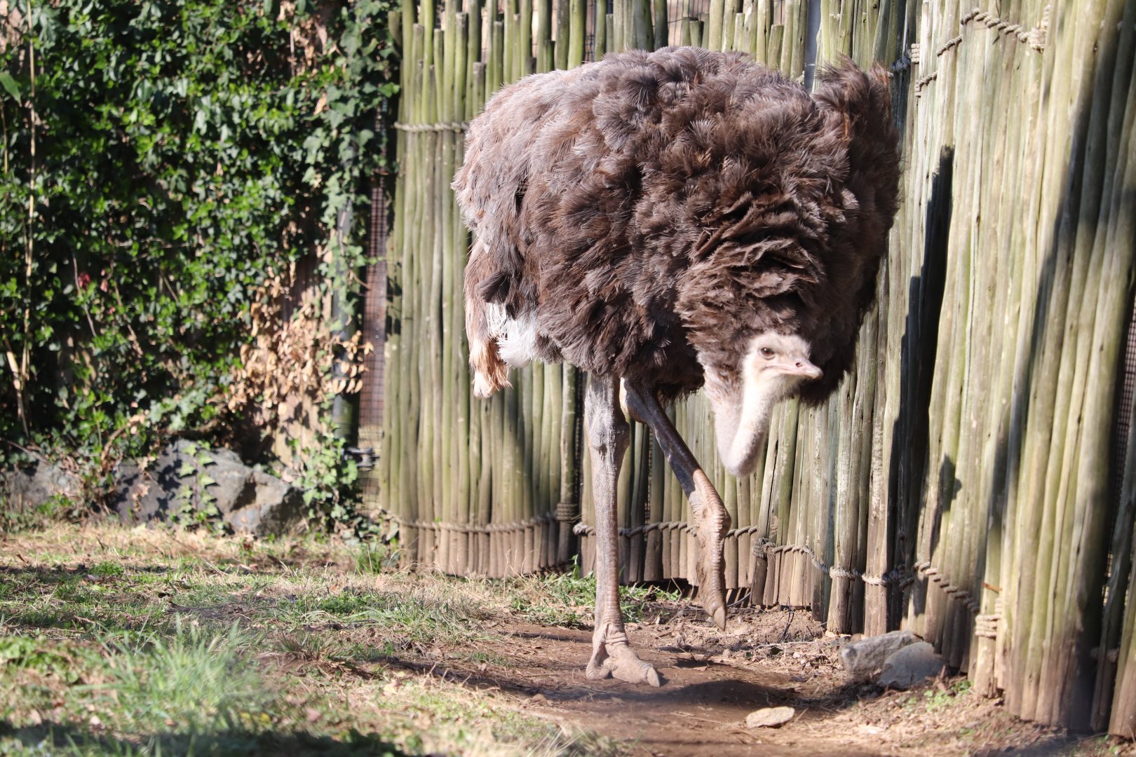 Cheetah Conservation Station - Ostrich - Linda