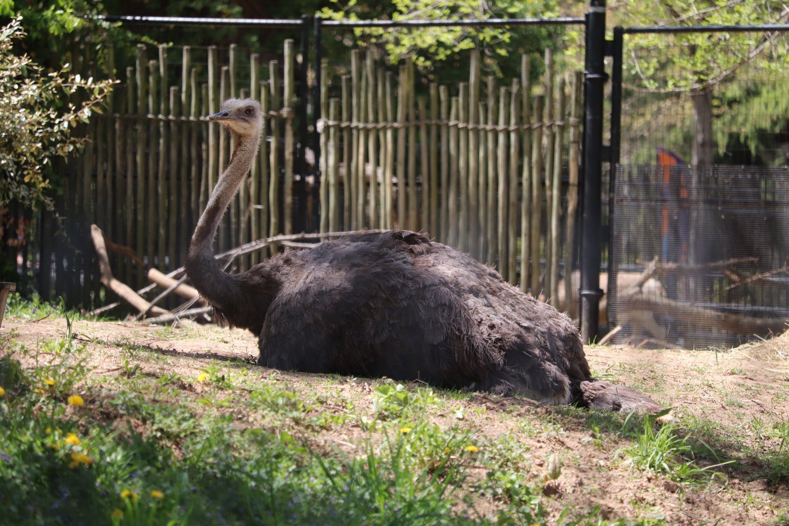Cheetah Conservation Station - Ostrich - Linda