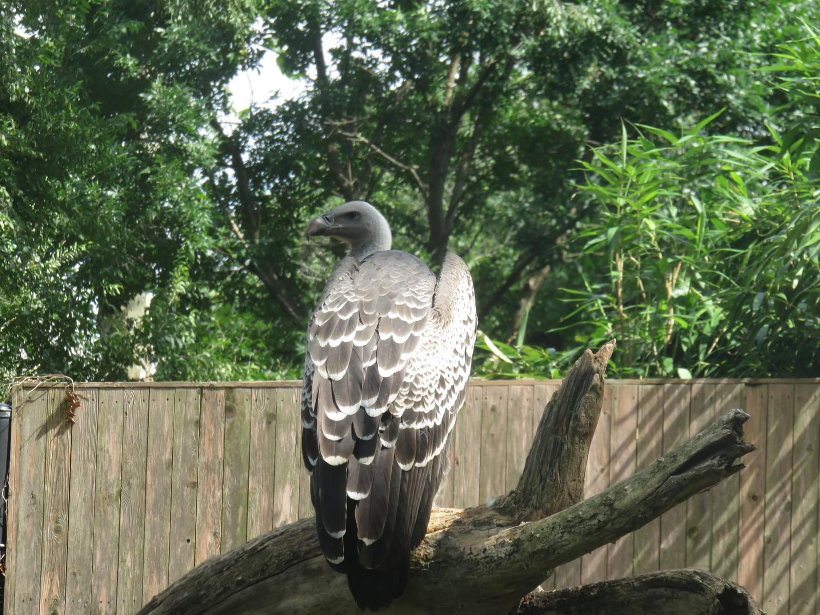 Cheetah Conservation Station - R?ppell's griffon vulture