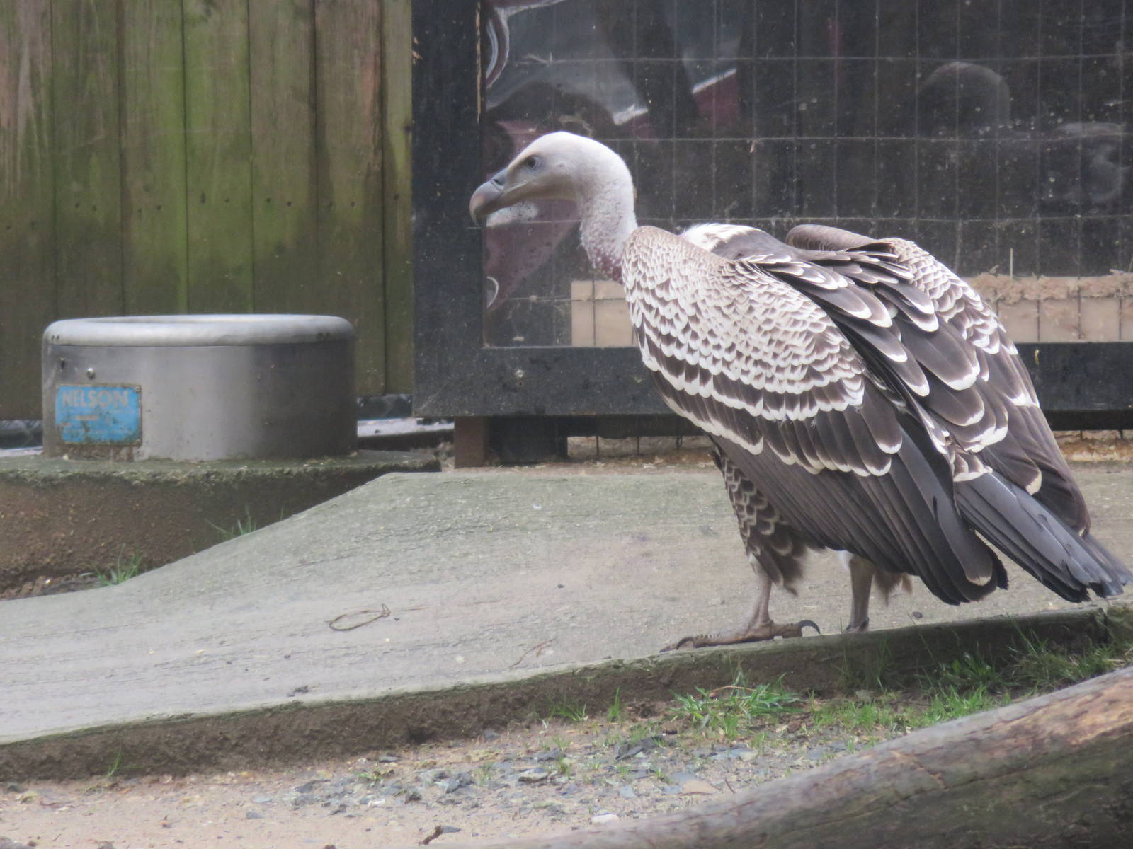 Cheetah Conservation Station - R?ppell's R?ppell's Vulture