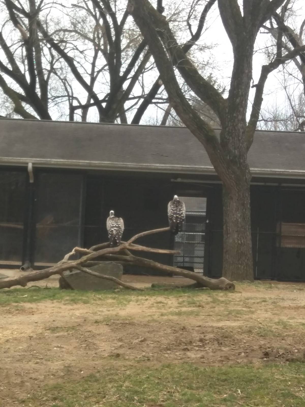Cheetah  Conservation Station - R?ppell's Vulture
