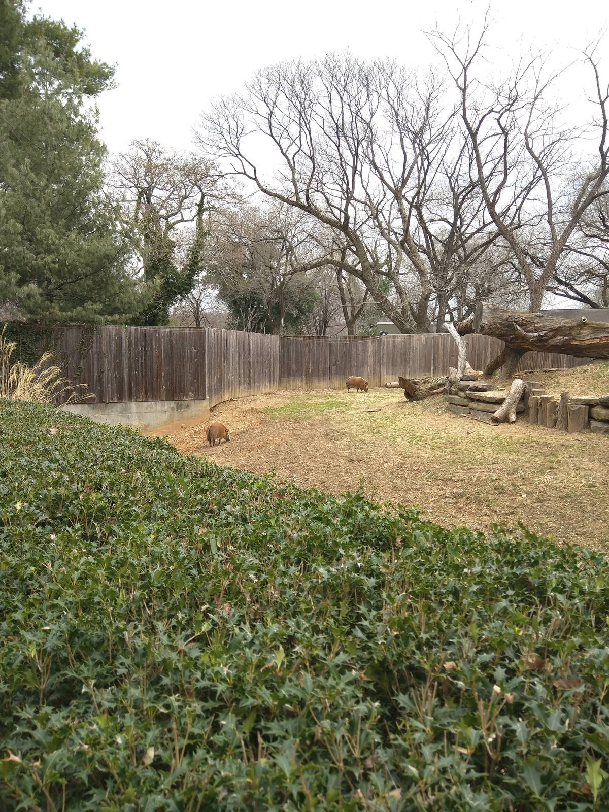 Cheetah  Conservation Station - Red River Hog