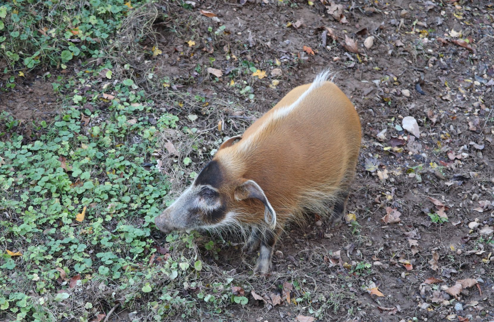 Cheetah Conservation Station - Red River Hog