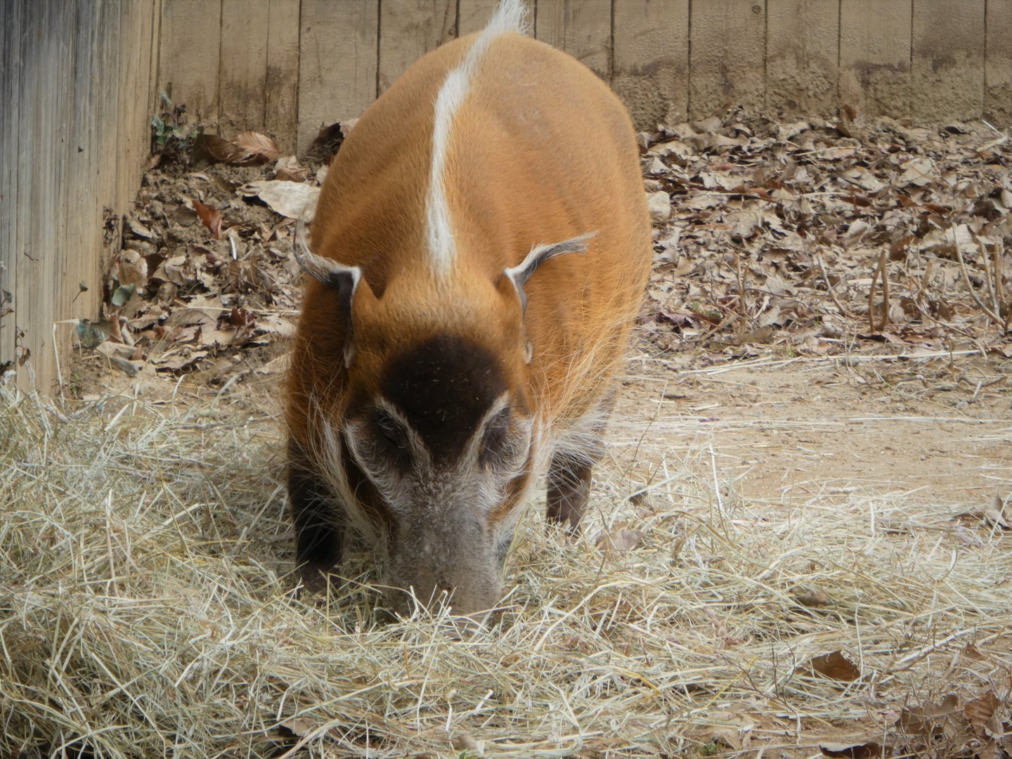Cheetah Conservation Station - Red River Hog