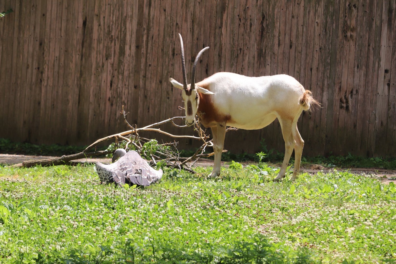 Cheetah Conservation Station - Ruppell's Griffon Vulture - Scimitar-Horned Oryx