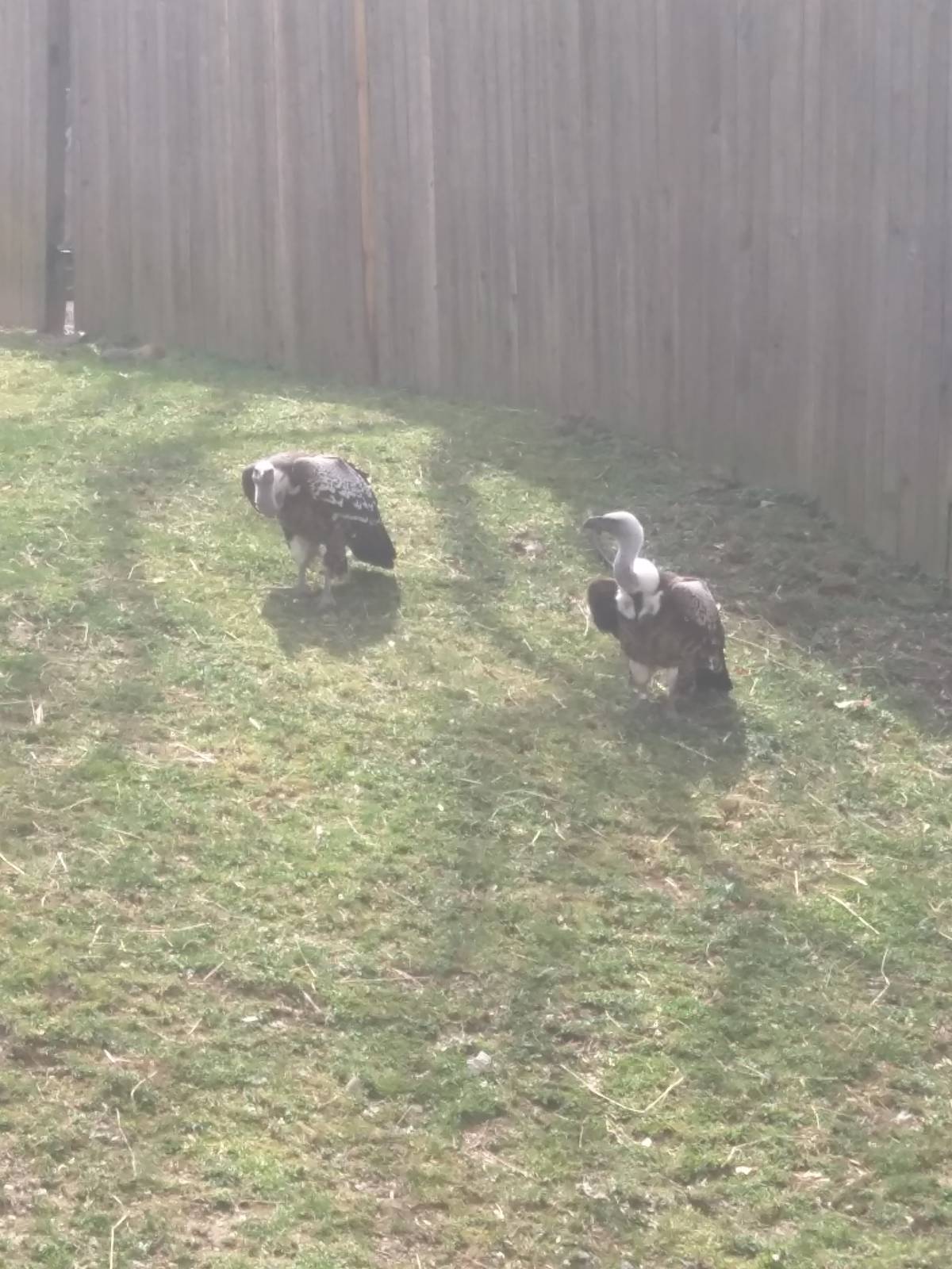 Cheetah Conservation Station - Ruppells Griffon Vulture
