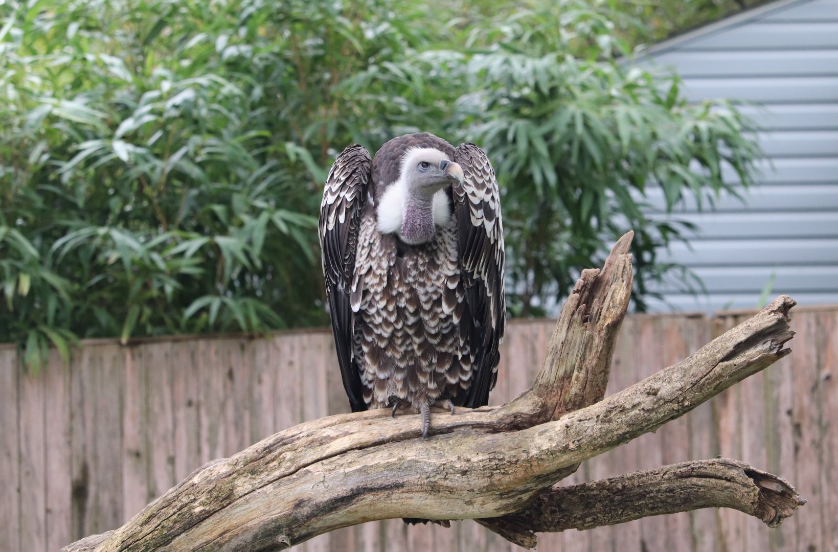 Cheetah Conservation Station - Ruppell's Griffon Vulture