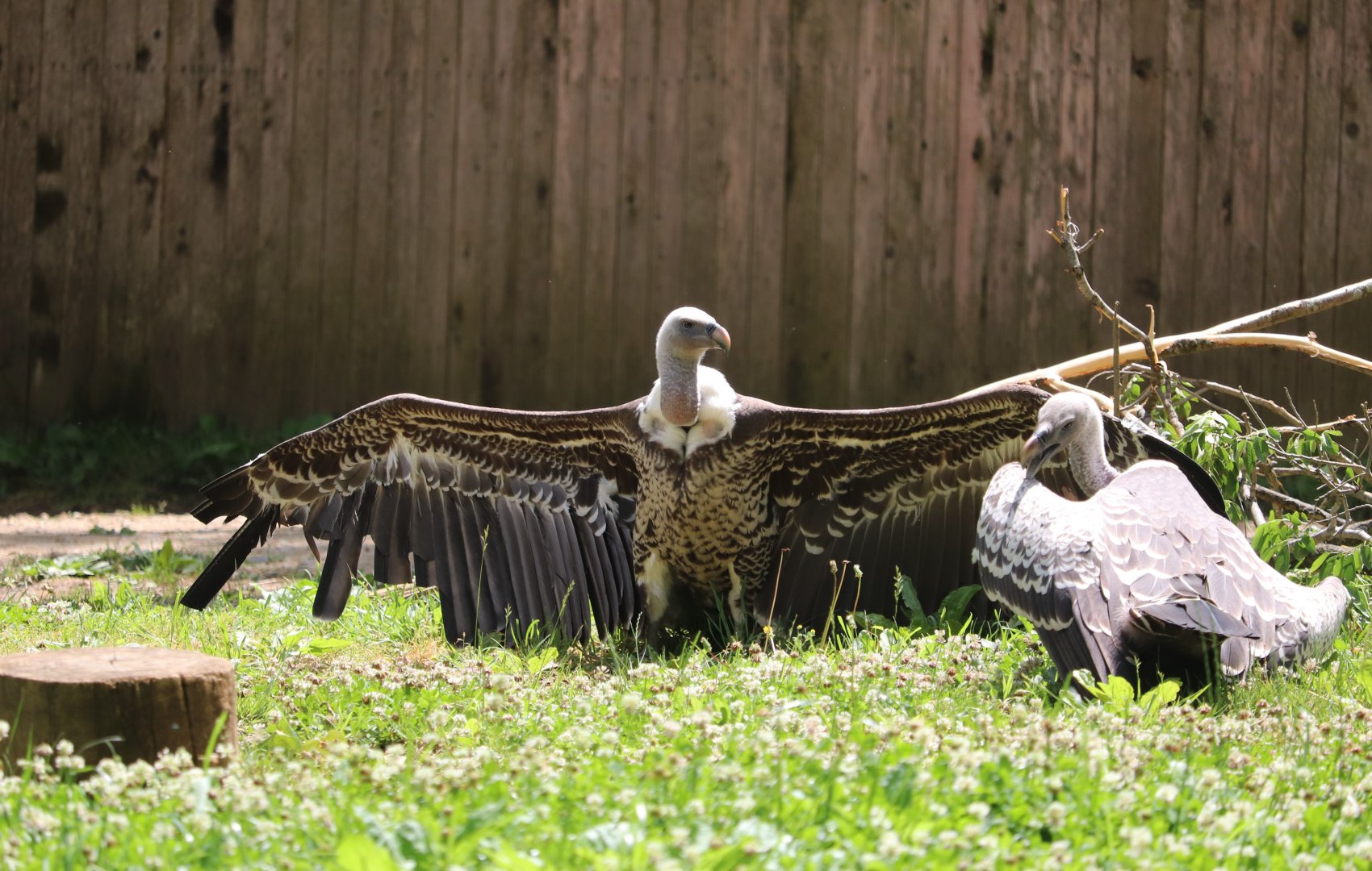 Cheetah Conservation Station - Ruppell's Griffon Vultures