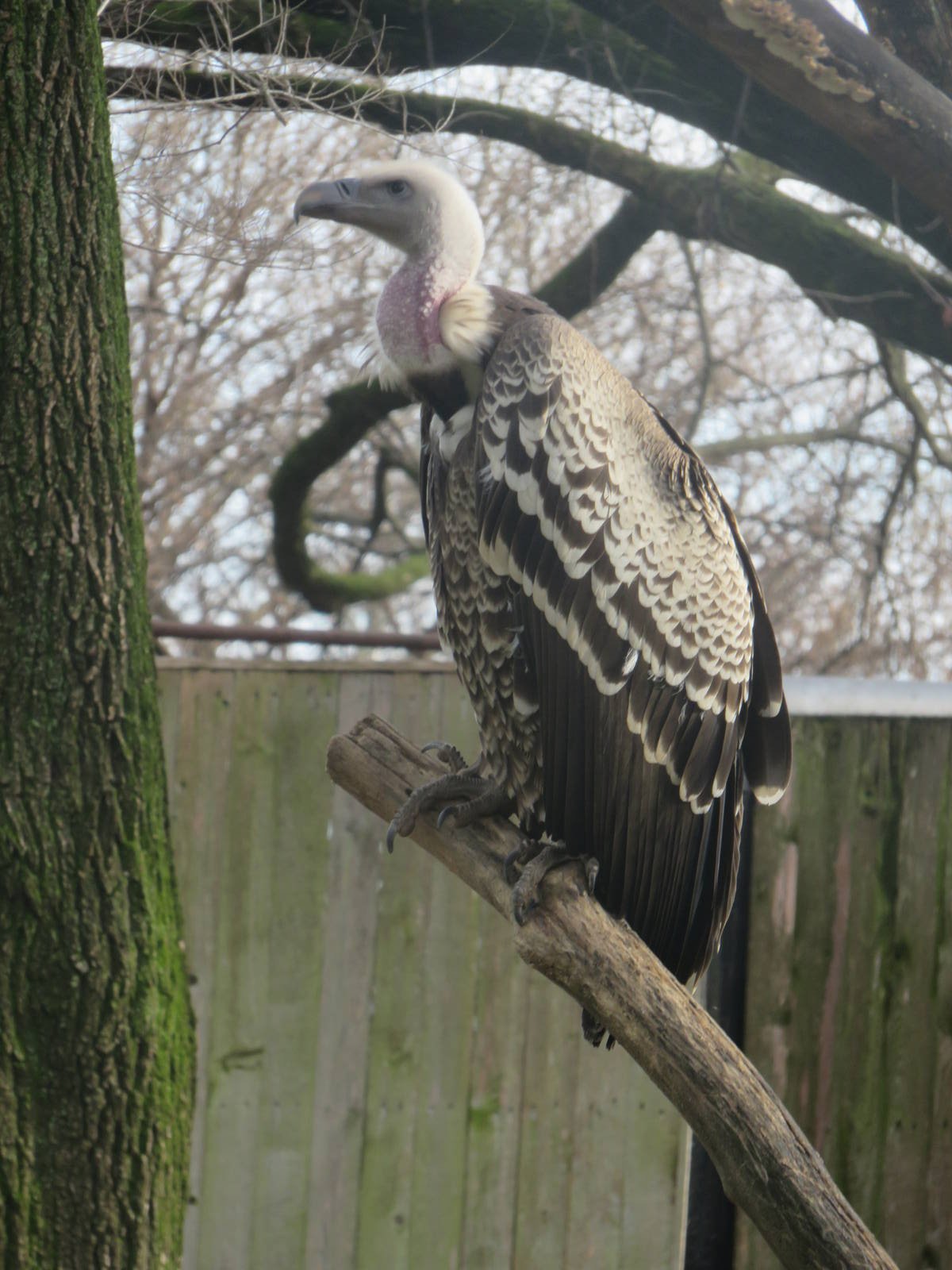 Cheetah  Conservation Station -  Ruppell's Vulture