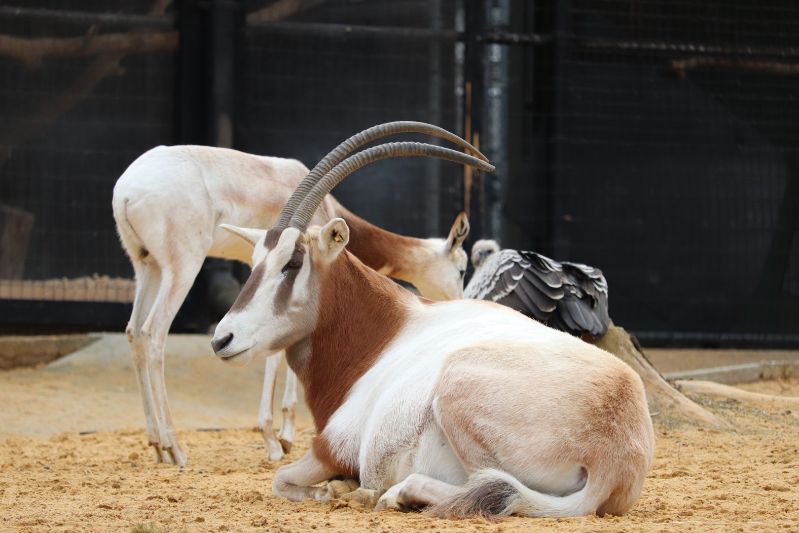 Cheetah Conservation Station - Scimitar-Horned Oryx - Dama Gazelle - Ruppell's Griffon Vulture