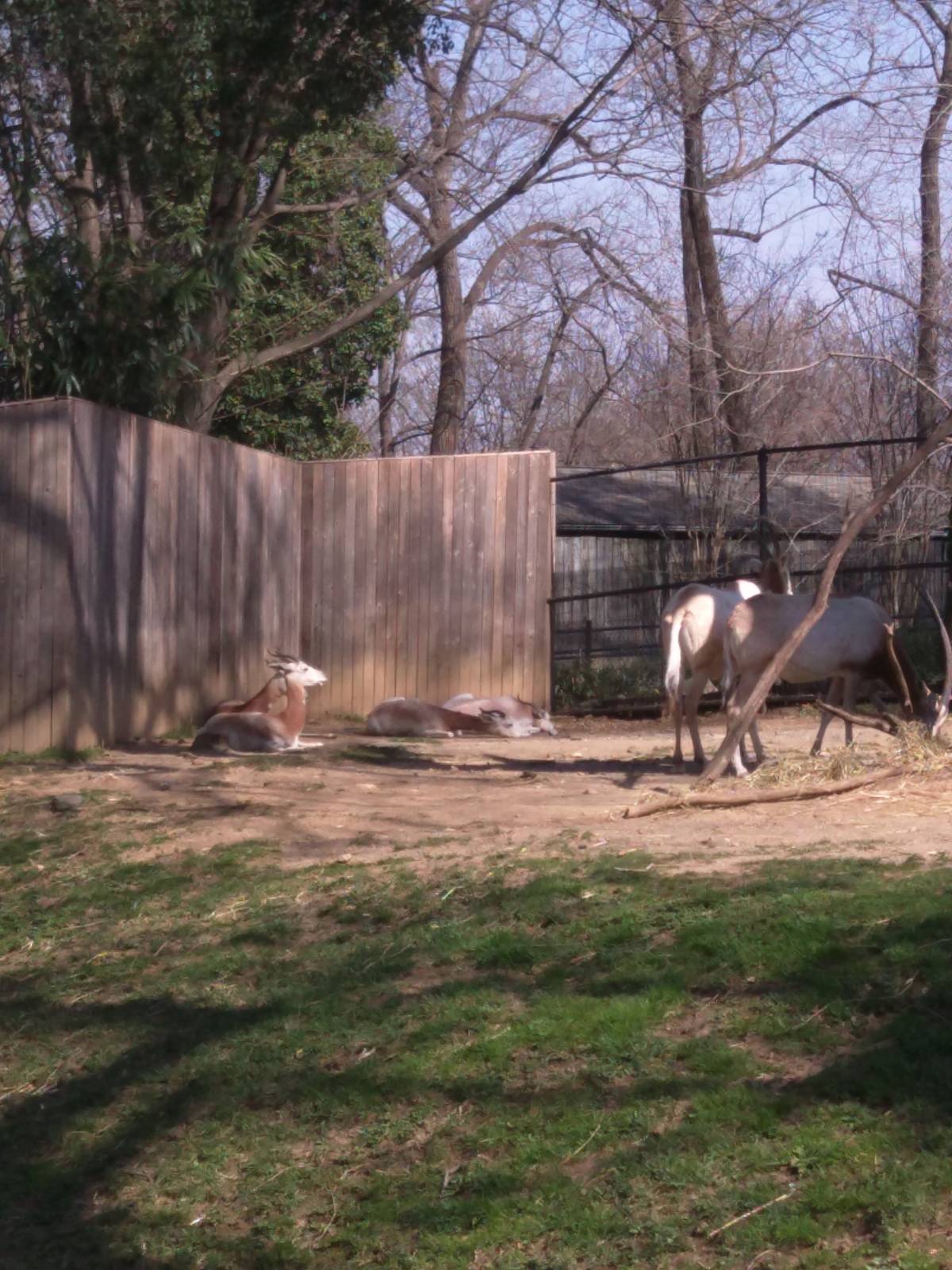 Cheetah Conservation Station - Scimitar Horned Oryx - Dama Gazelle