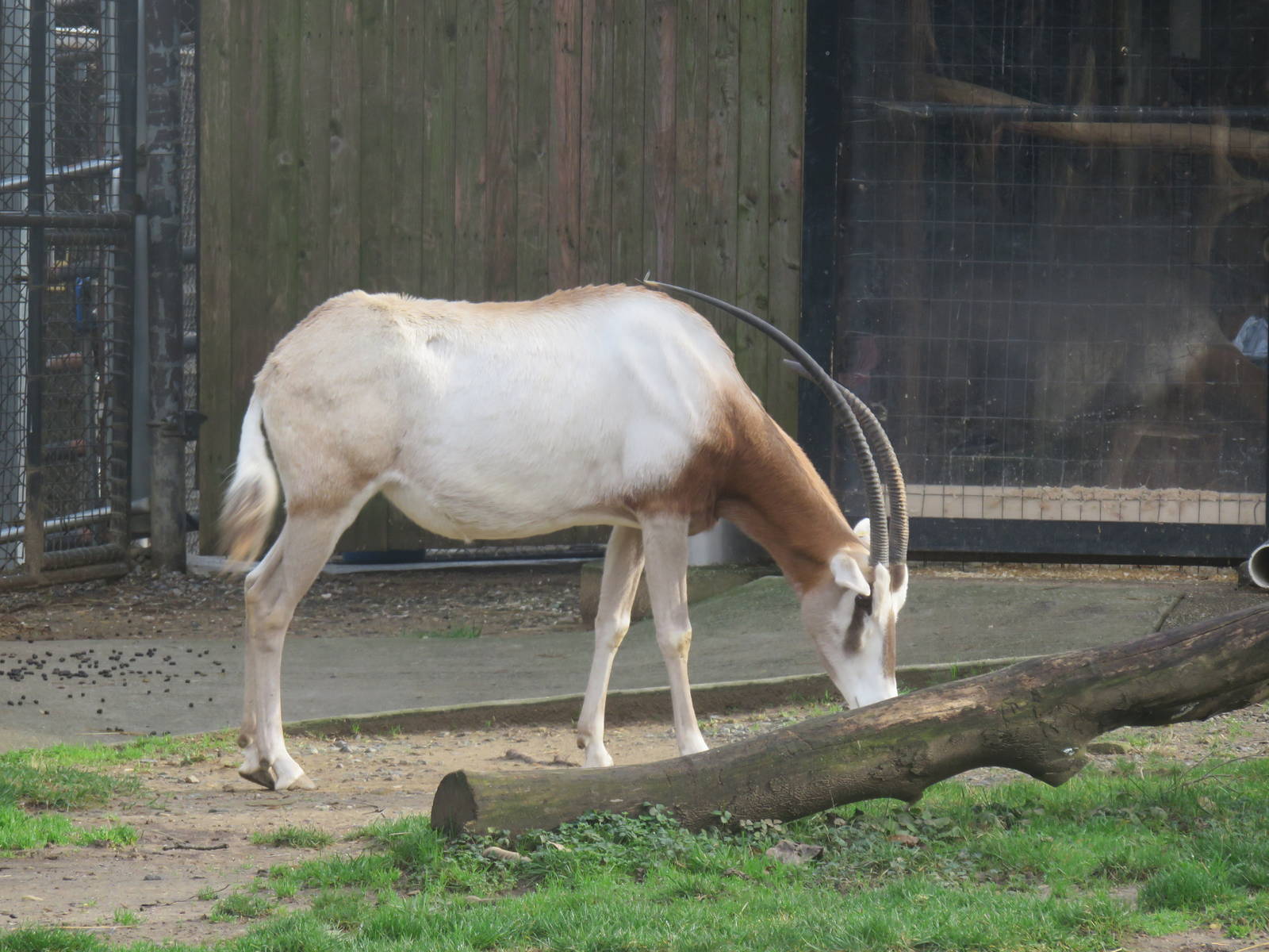 Cheetah  Conservation Station - Scimitar Horned Oryx