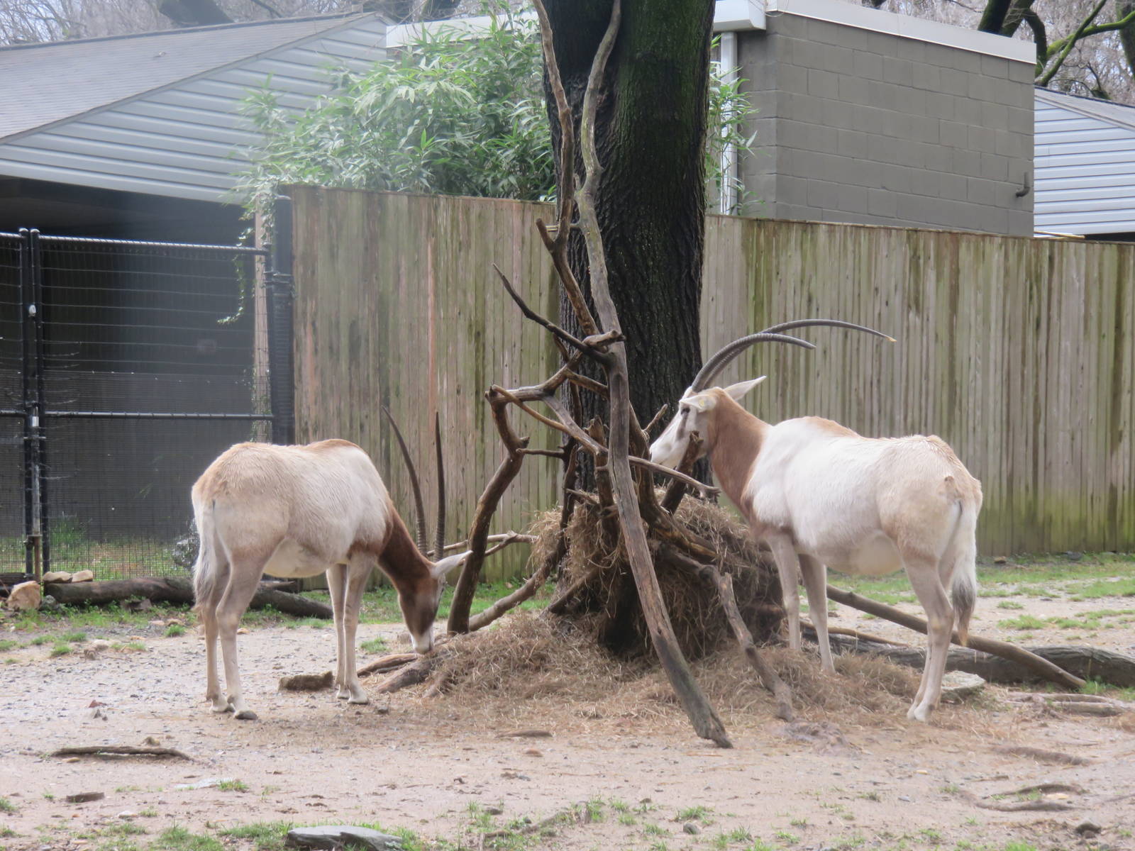 Cheetah Conservation Station - Scimitar Horned Oryx