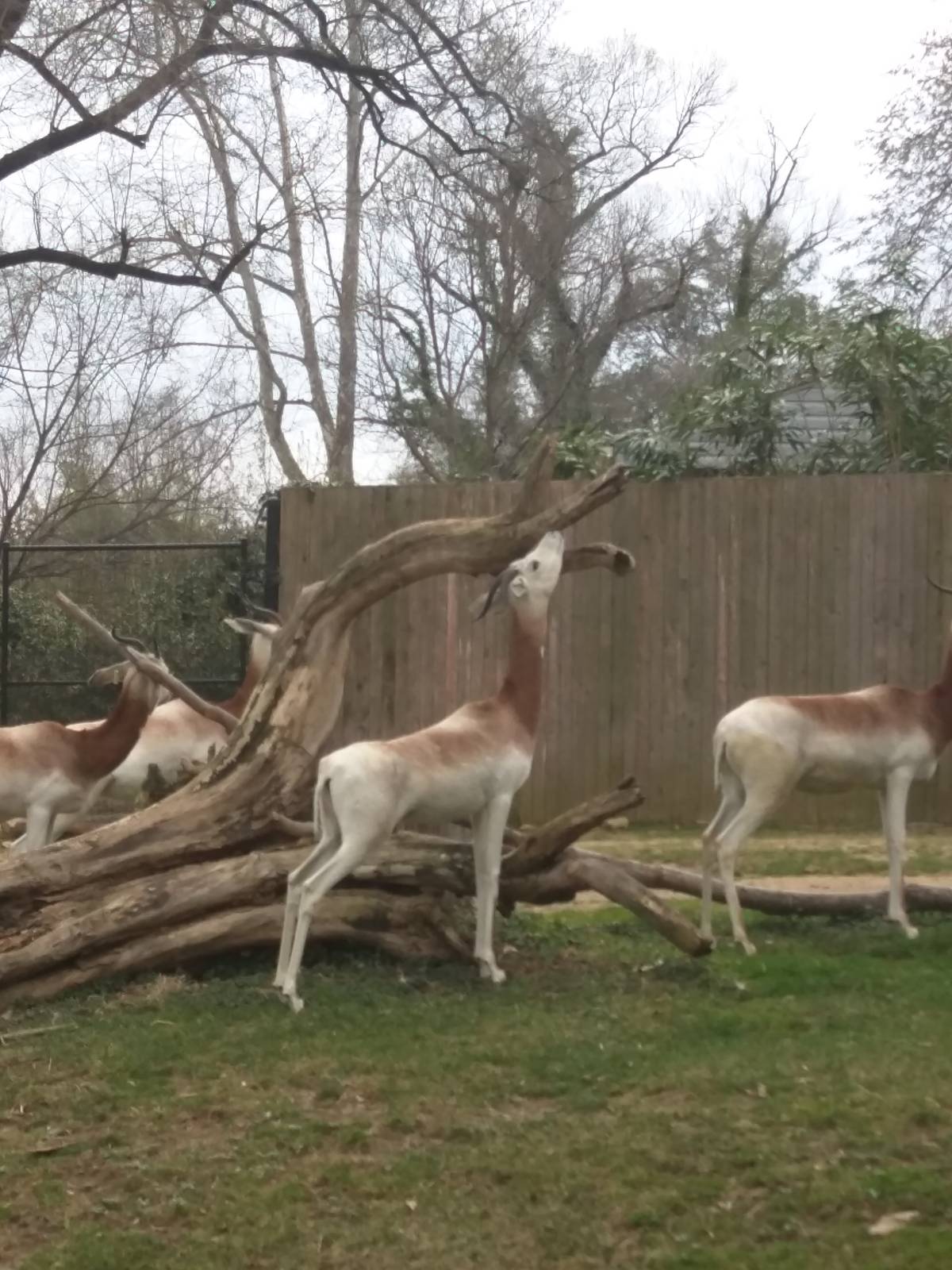Cheetah  Conservation Station - Scimitar Horned Oryx