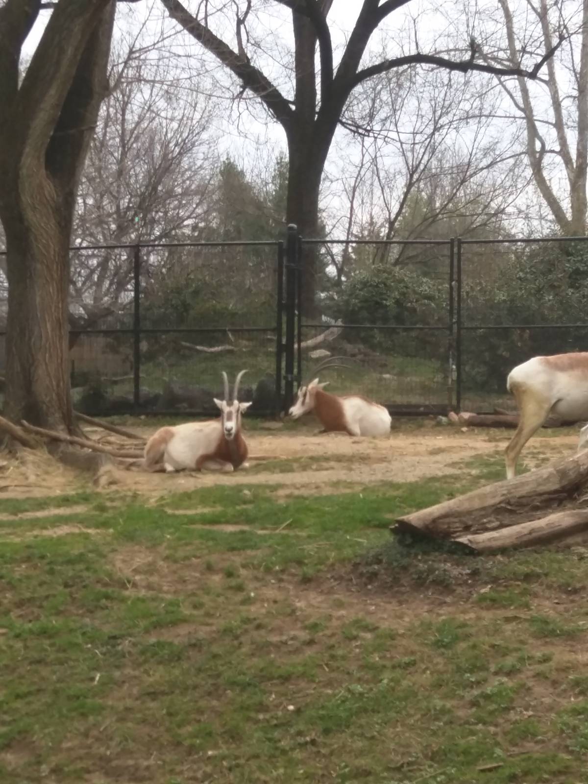 Cheetah  Conservation Station - Scimitar Horned Oryx