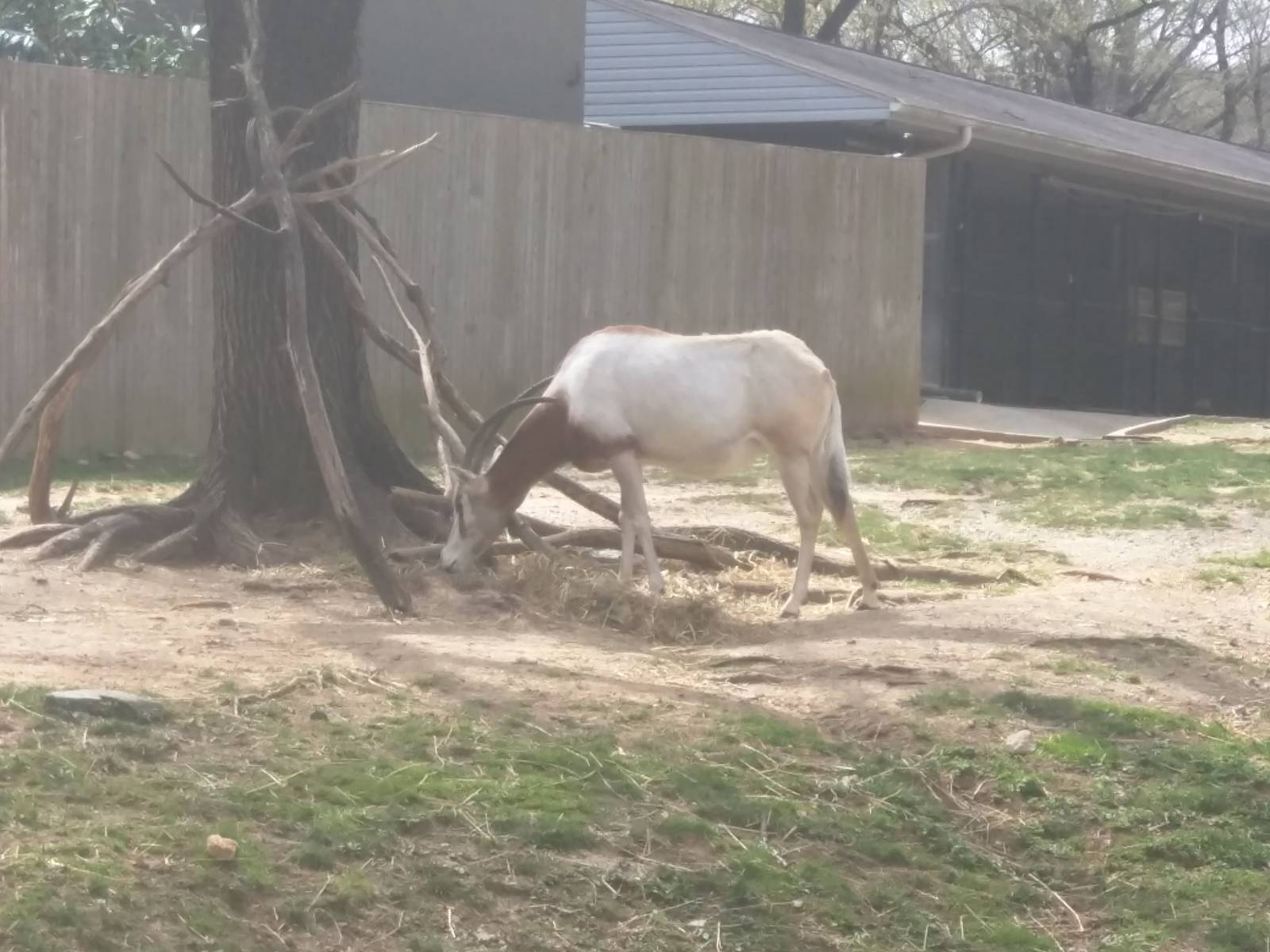 Cheetah Conservation Station - Scimitar Horned Oryx