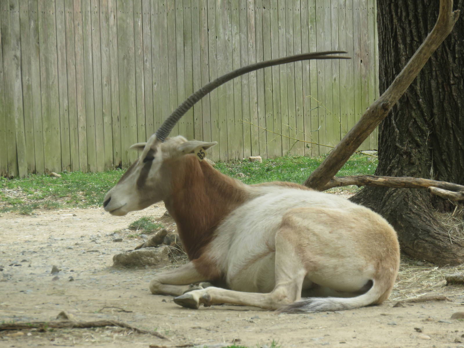 Cheetah Conservation Station - Scimitar Horned Oryx