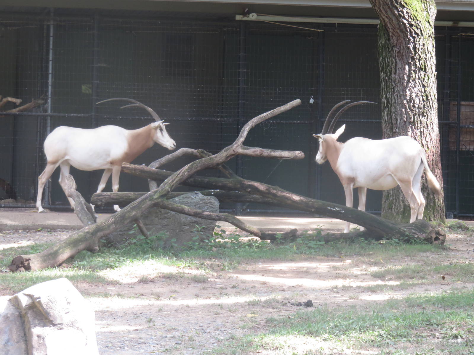 Cheetah Conservation Station - Scimitar horned oryx
