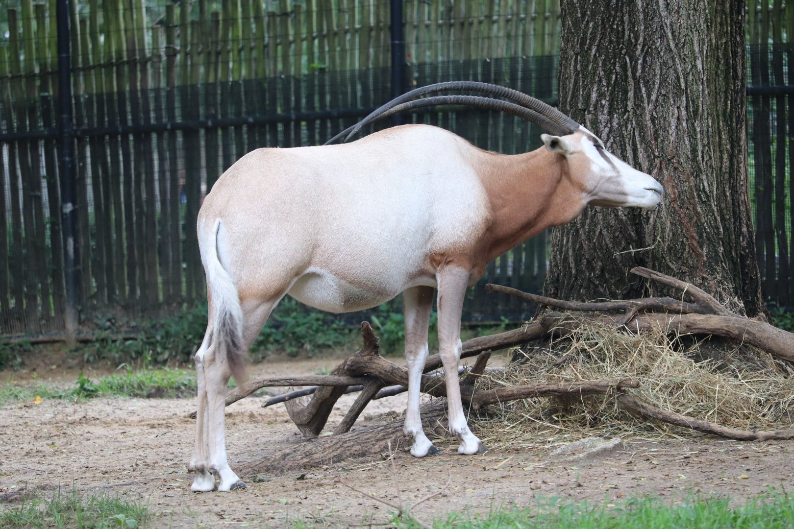 Cheetah Conservation Station - Scimitar-Horned Oryx