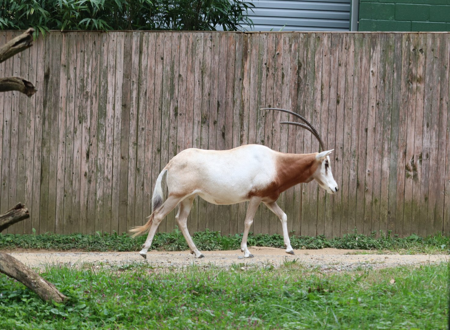 Cheetah Conservation Station - Scimitar-Horned Oryx