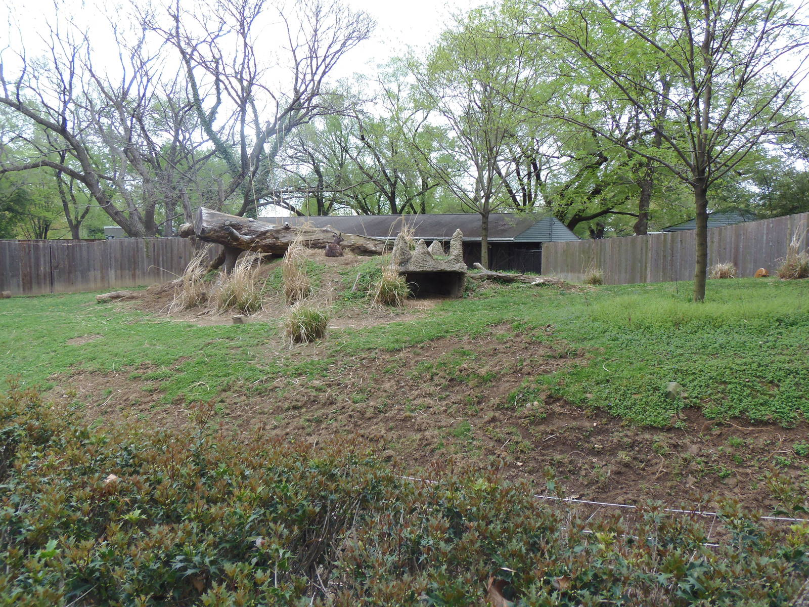 Cheetah Conservation Station- Sitatunga/Red River Hog Exhibit