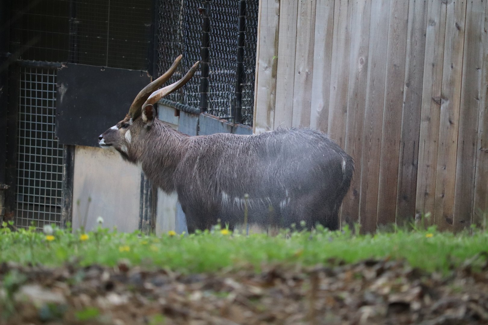 Cheetah Conservation Station - Sitatunga - Waylon Getting Misted
