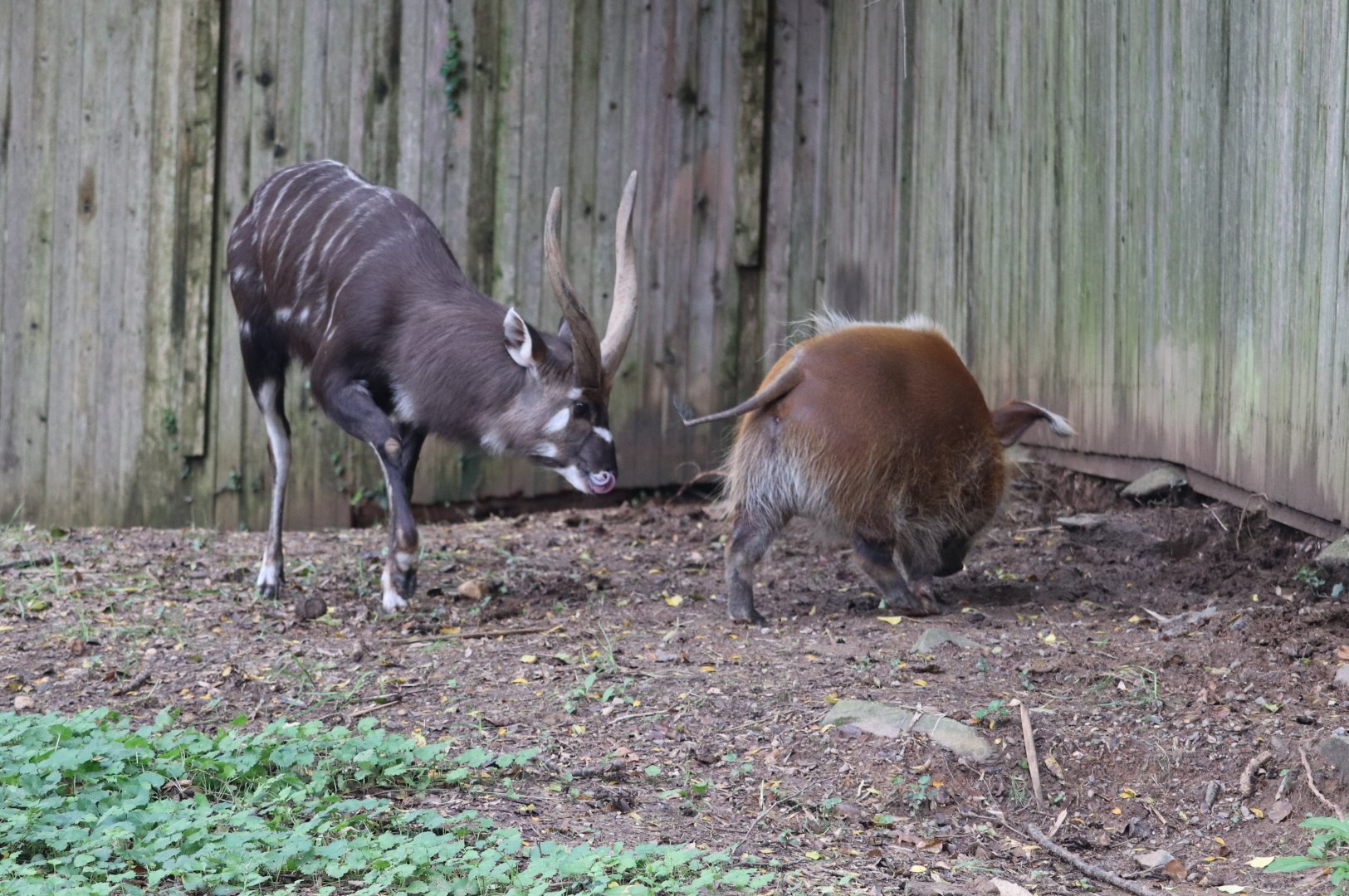 Cheetah Conservation Station - Sitatunga - Waylon - Red River Hog